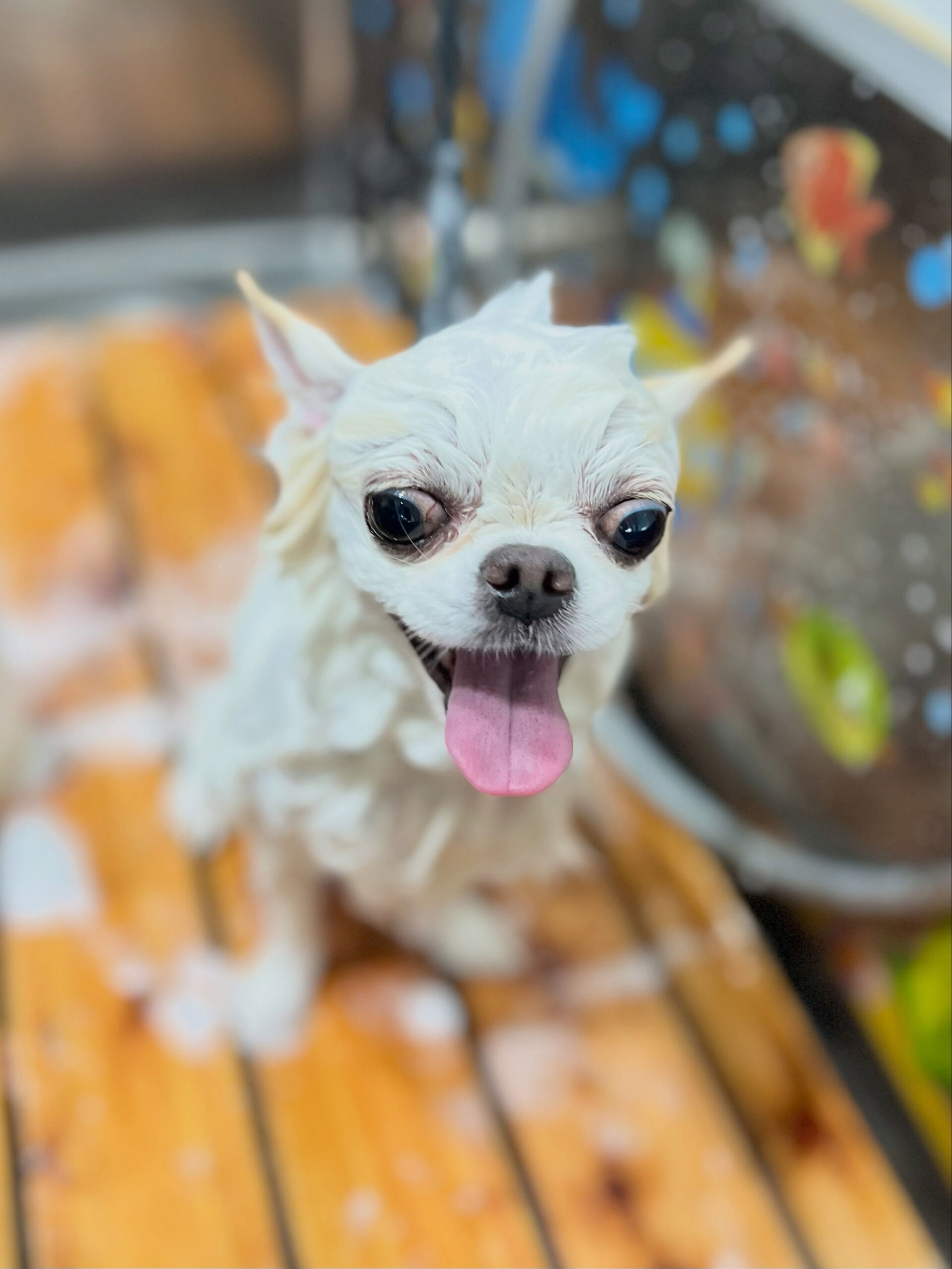 来店いただいた、チワワのらてくんです🐶✨