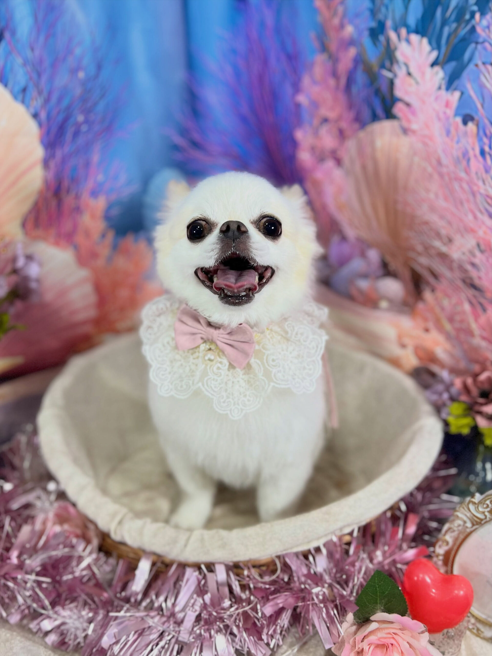 来店いただいた、チワワのらてくんです🐶✨