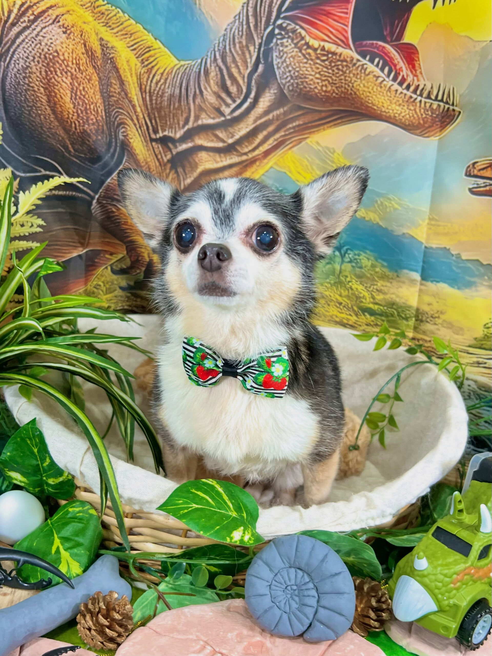 来店いただいた、チワワのアンジュちゃんです🐶✨