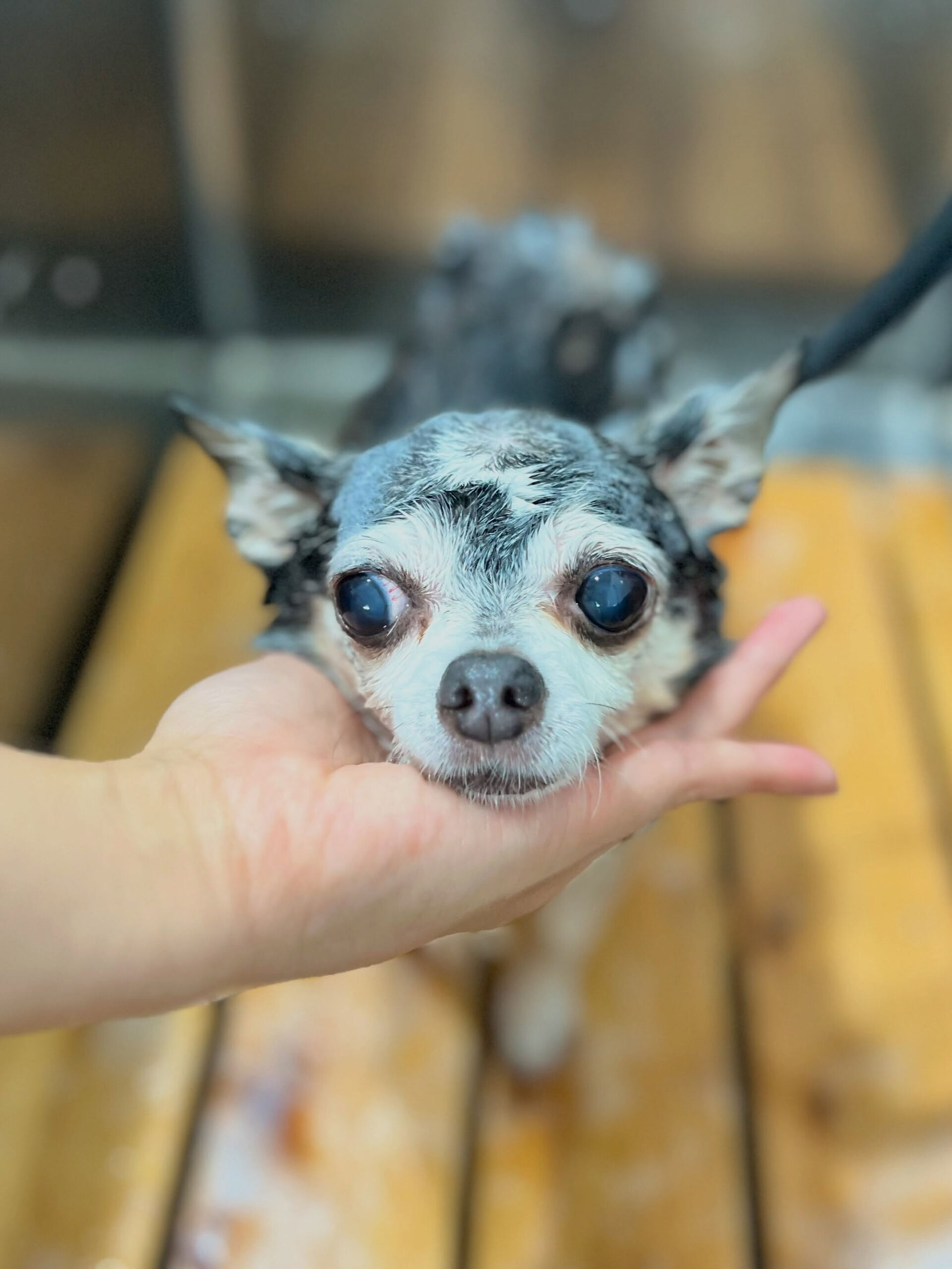 来店いただいた、チワワのアンジュちゃんです🐶✨