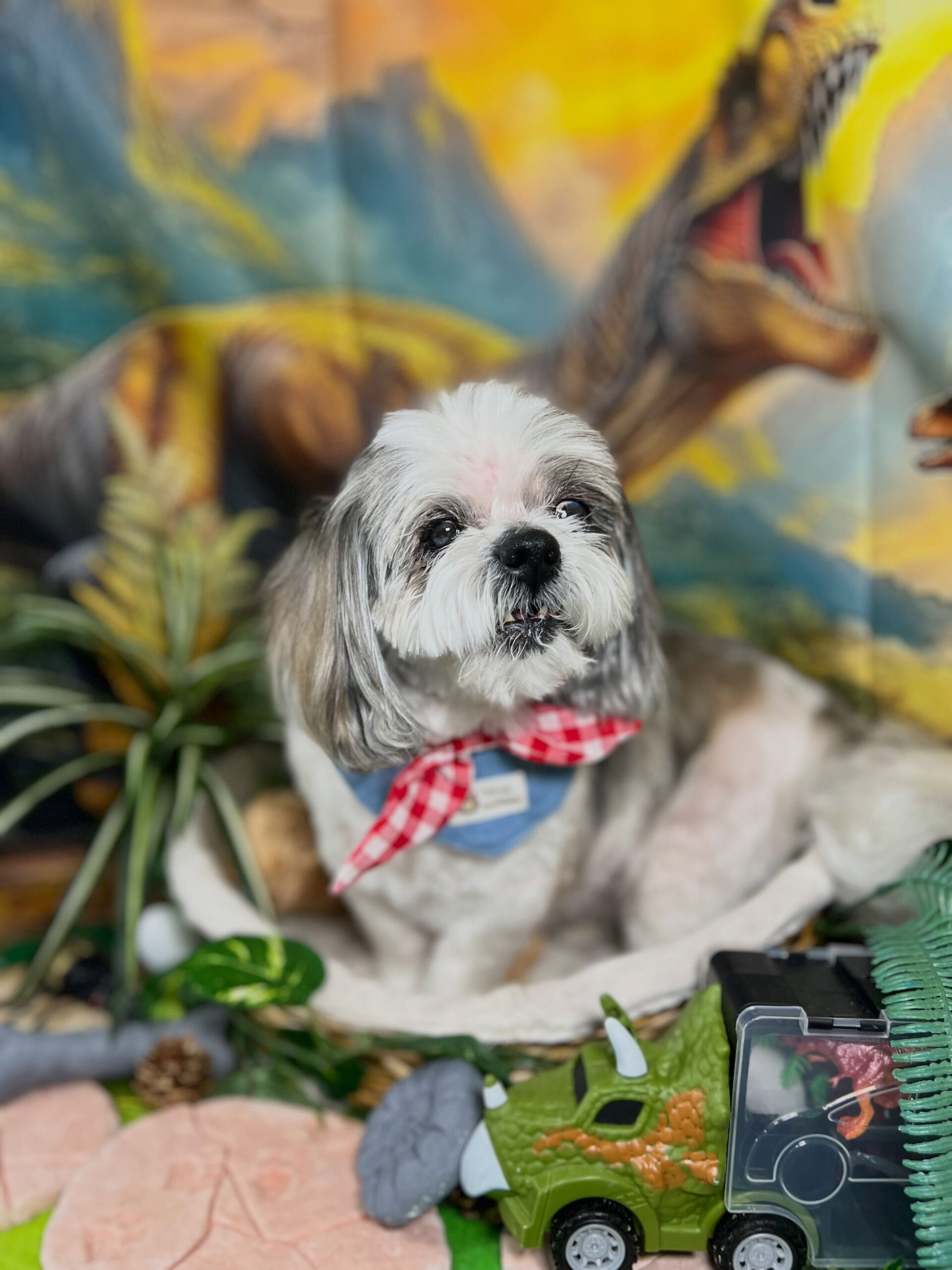 来店いただいた、シーズーのココアちゃんです🐶✨