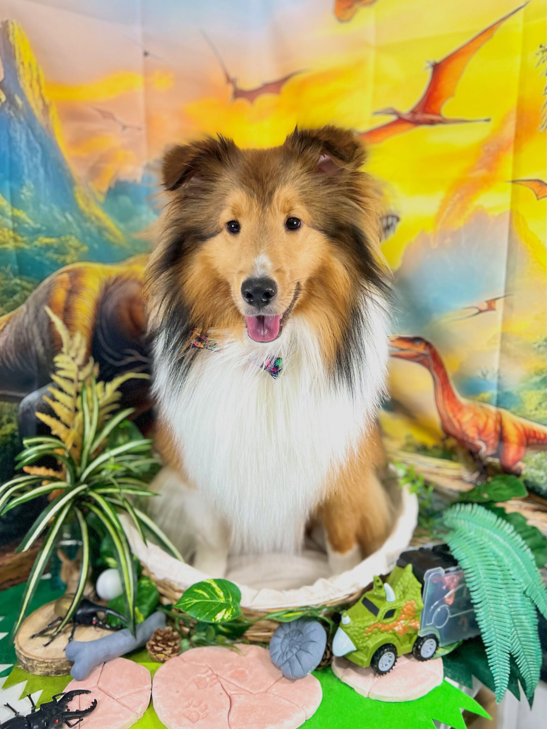 来店いただいた、シェルティのミハエルくんです🐶✨