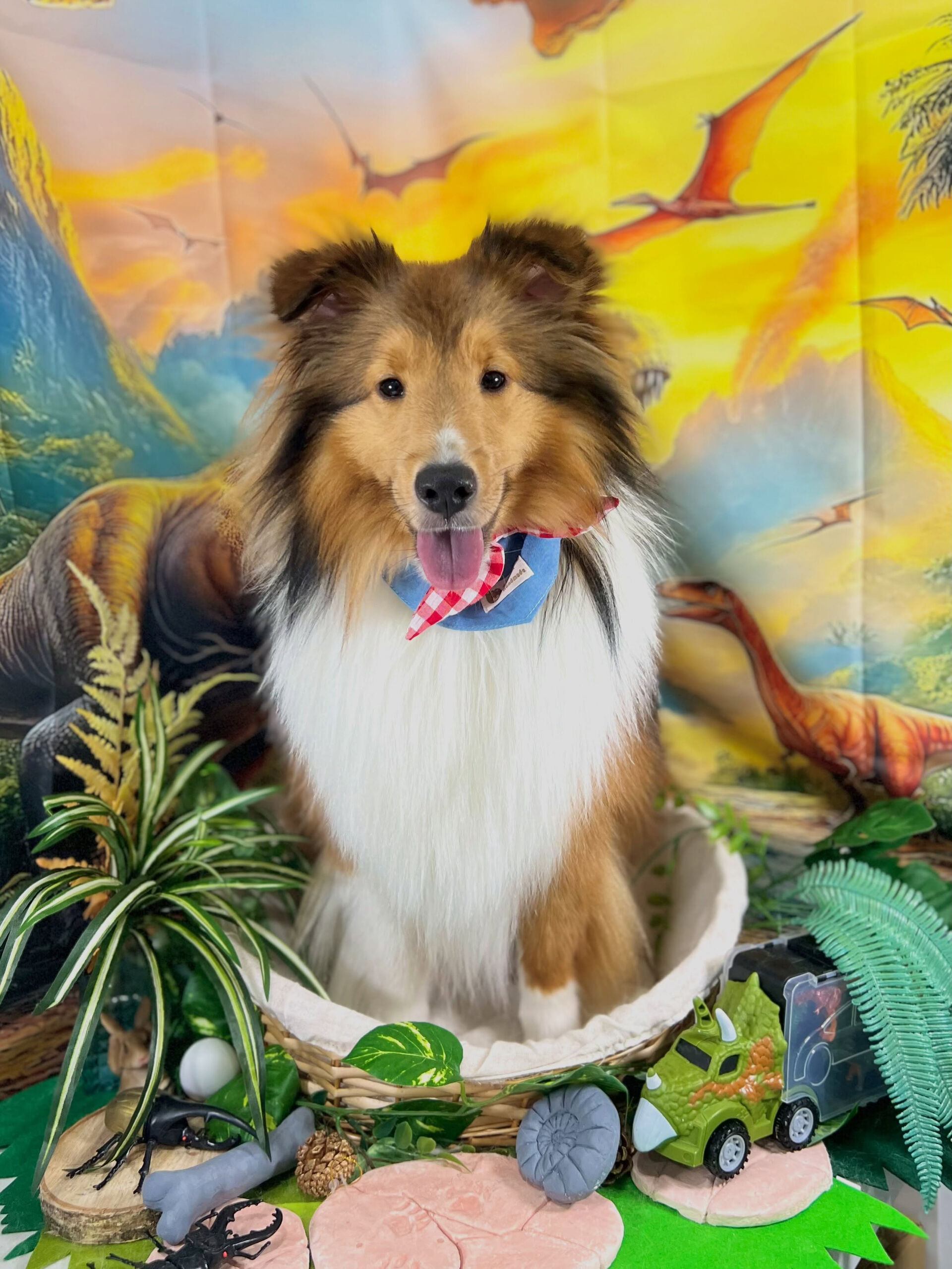 来店いただいた、シェルティのミハエルくんです🐶✨