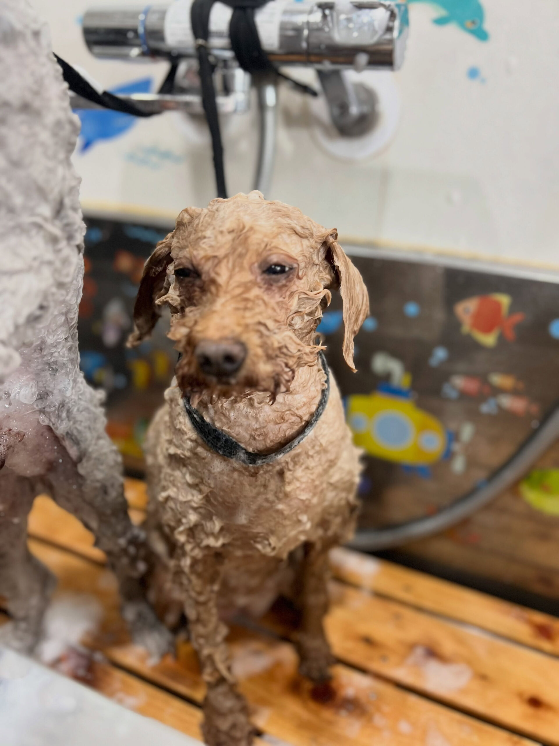 来店いただいた、トイプーのりりむちゃんです🐶✨