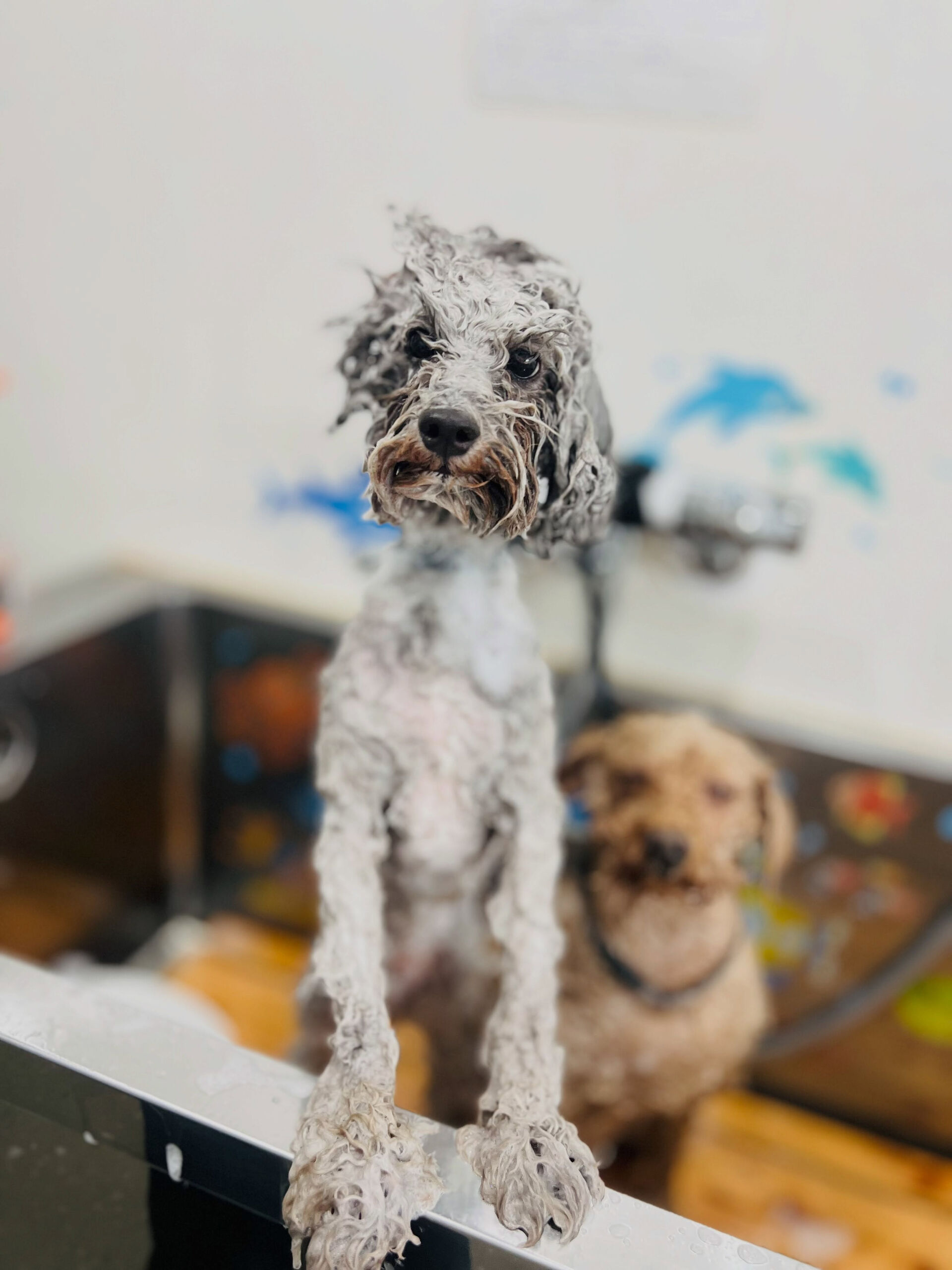 来店いただいた、トイプードルのくろすけくんです🐶✨