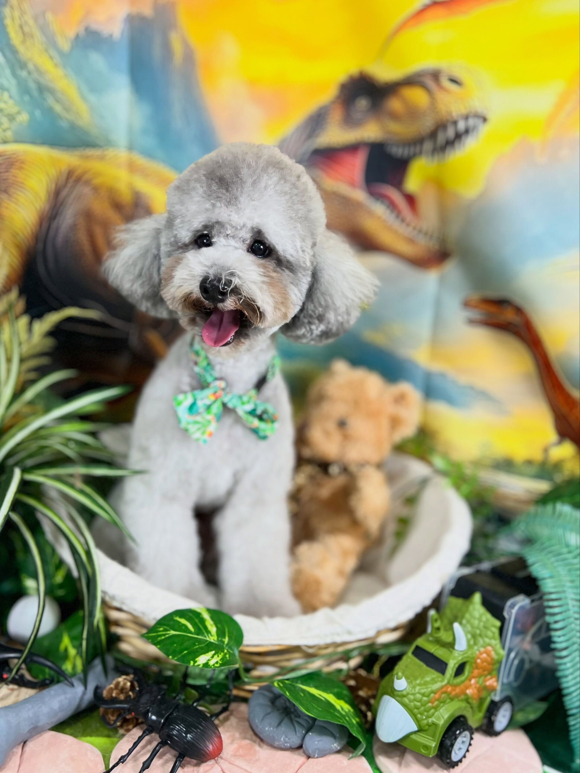 来店いただいた、トイプードルのくろすけくんです🐶✨