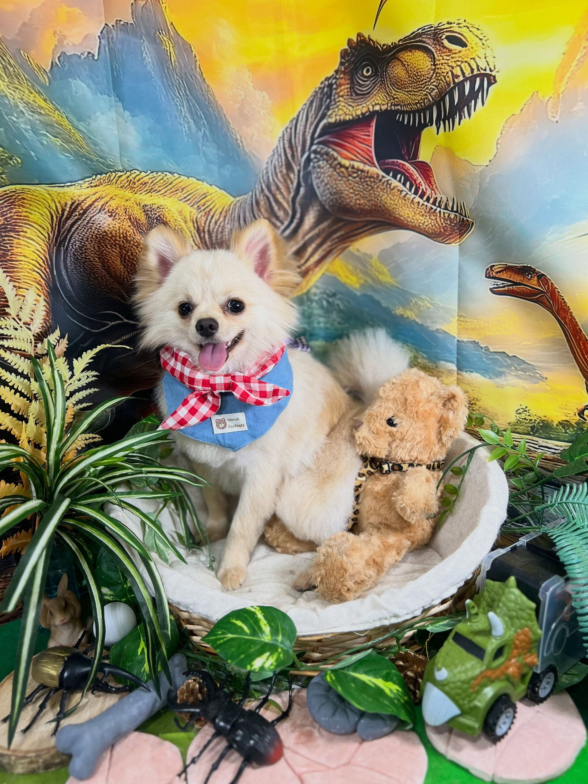 来店いただいた、ポメチワのらん君です🐶✨