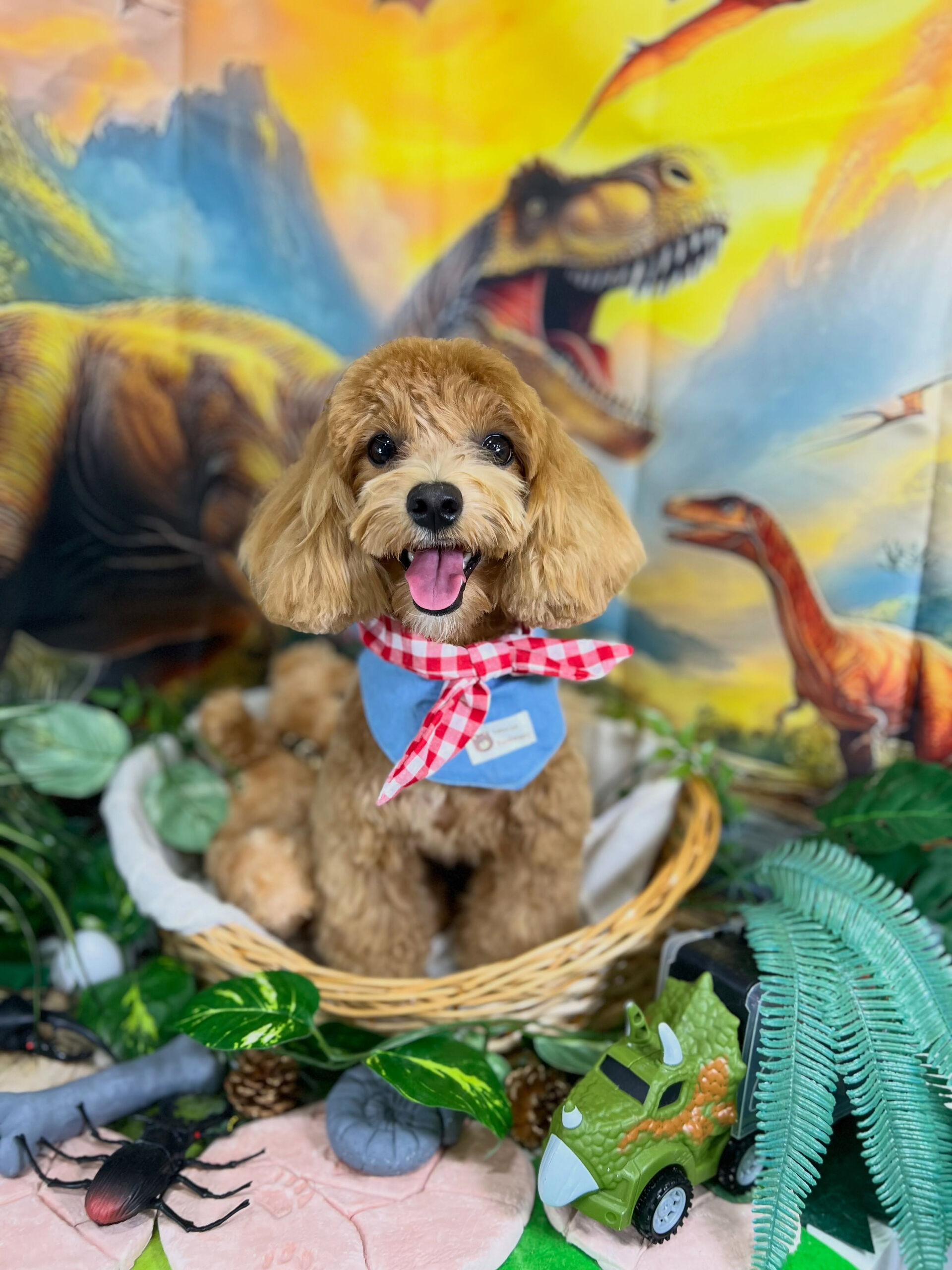 来店いただいた、マルプーのあくあちゃんです🐶✨