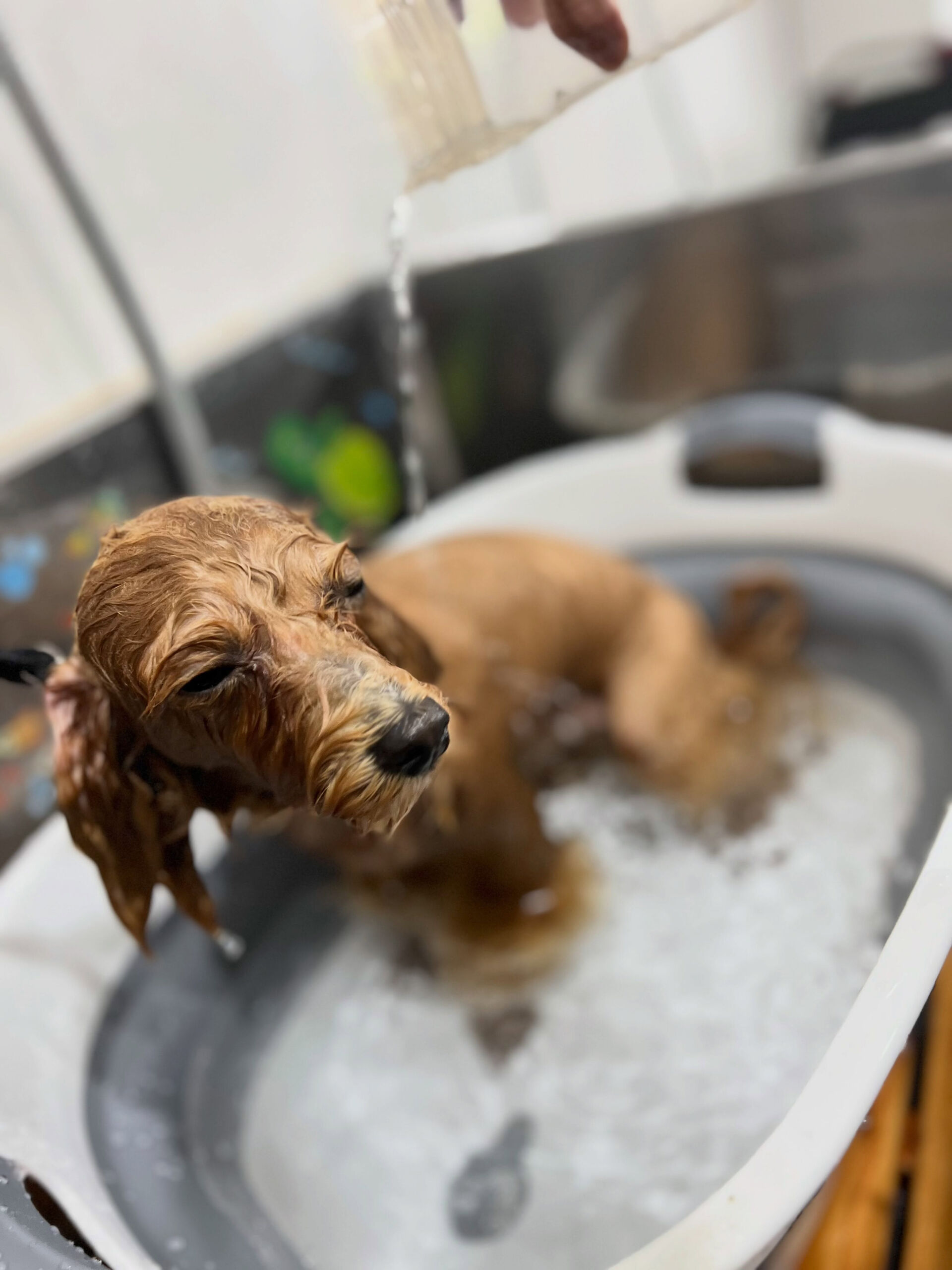 来店いただいた、マルプーのあくあちゃんです🐶✨