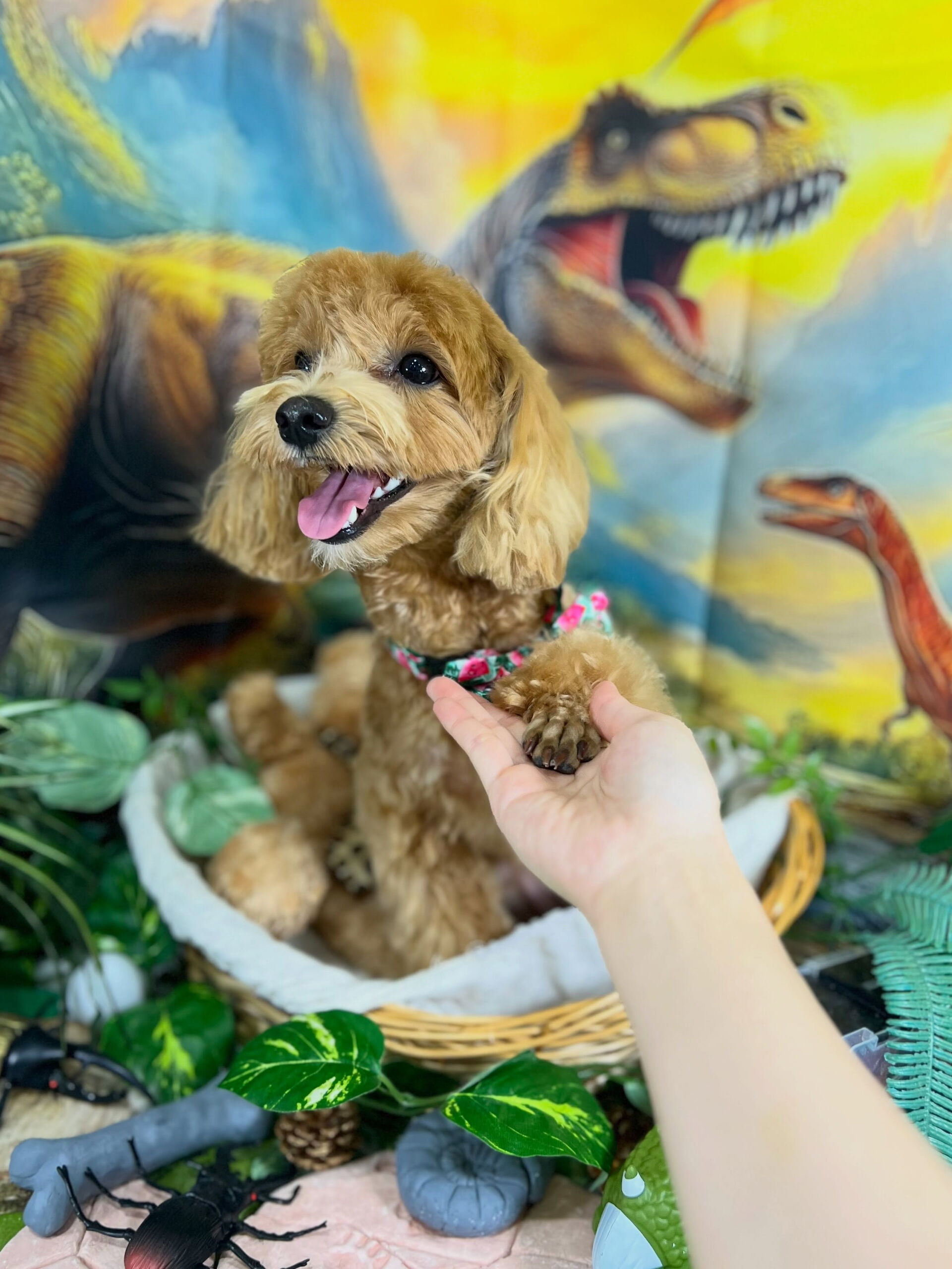 来店いただいた、マルプーのあくあちゃんです🐶✨