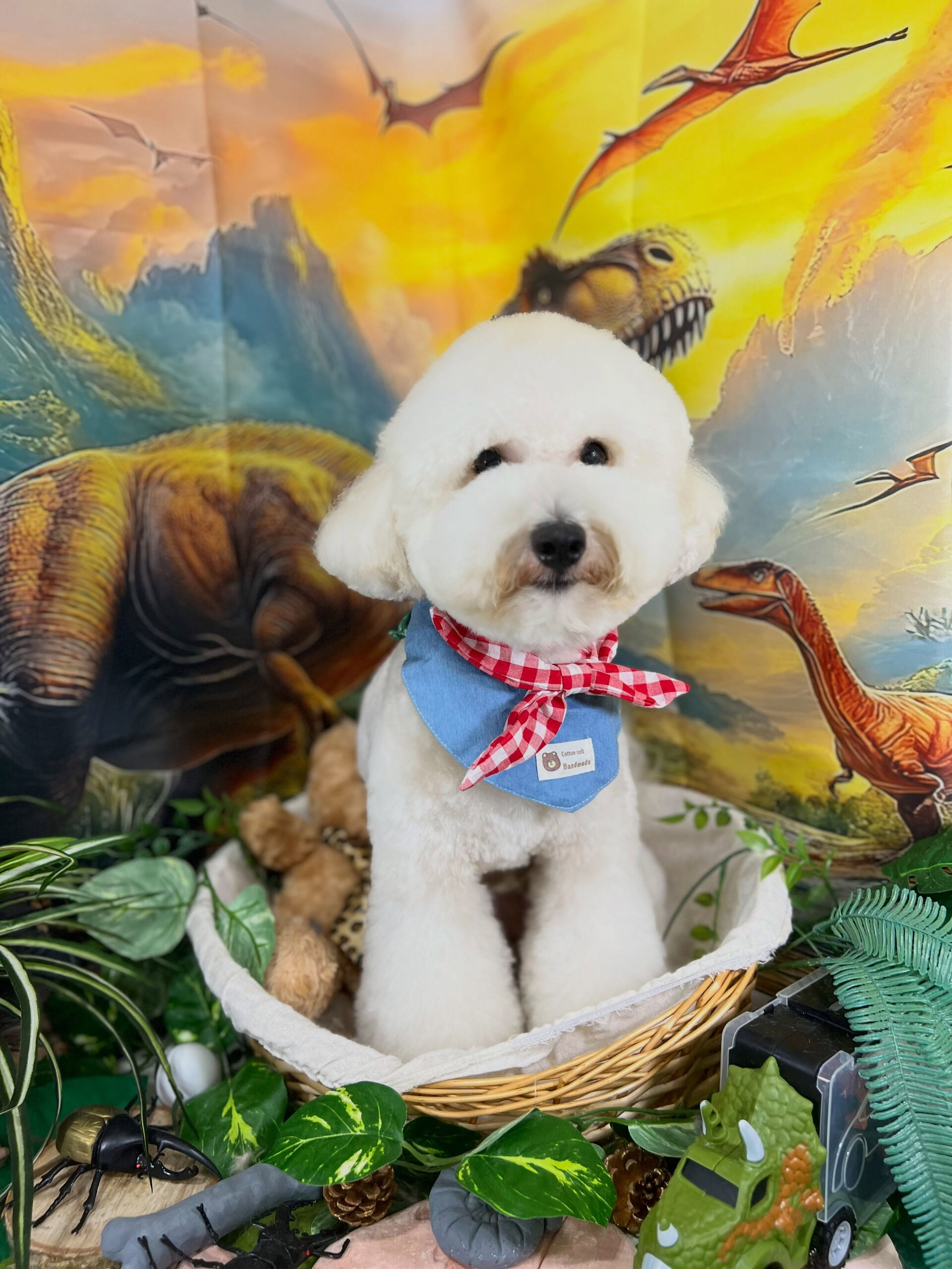 来店いただいた、ビションプーのププくんです🐶✨