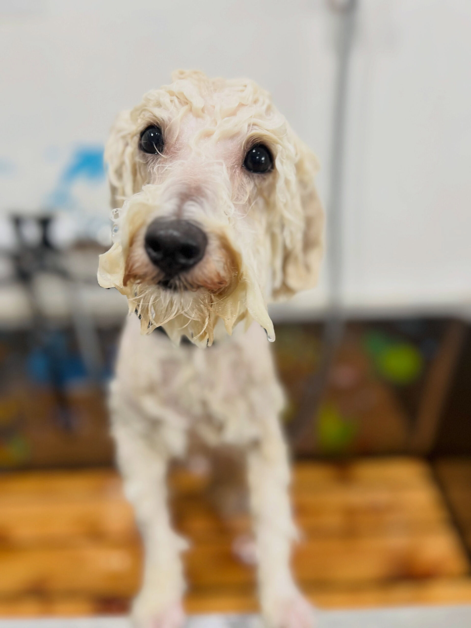 来店いただいた、ビションプーのププくんです🐶✨