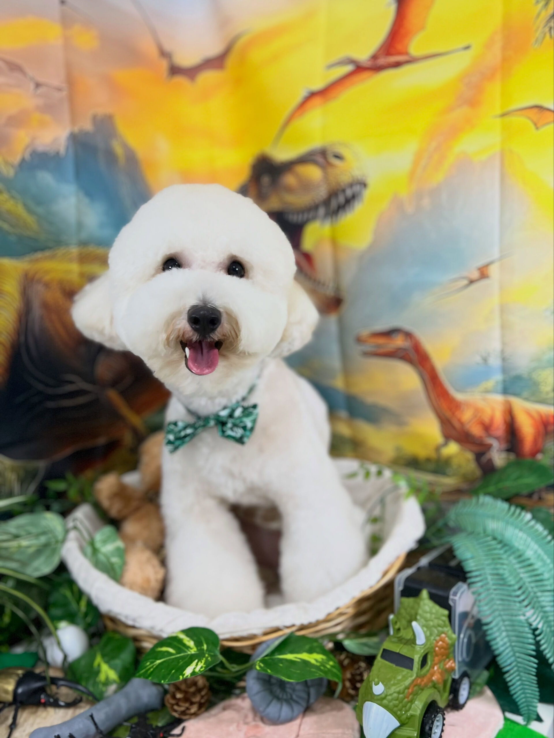 来店いただいた、ビションプーのププくんです🐶✨