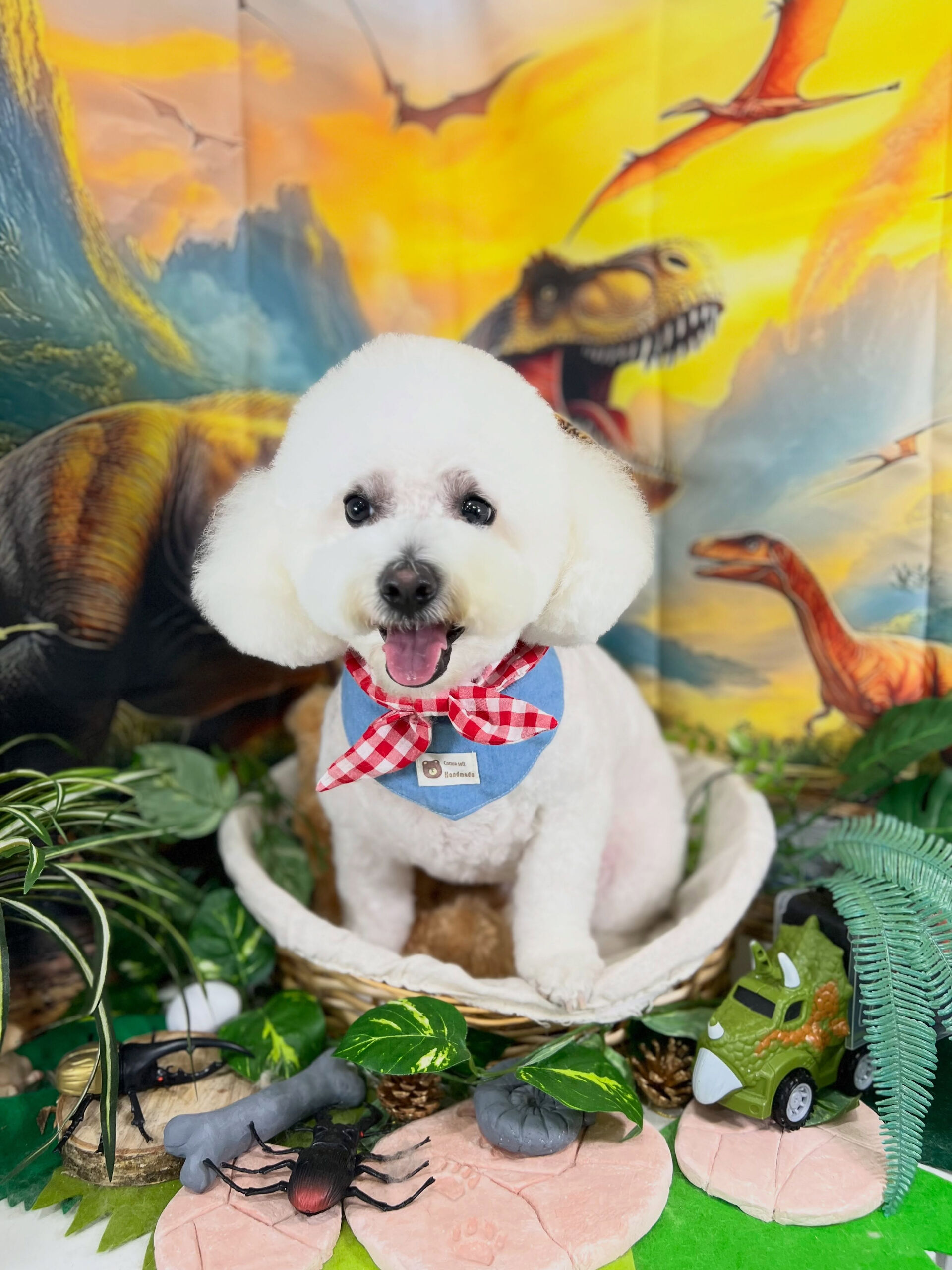 来店いただいた、ビションのアムロくんです🐶✨