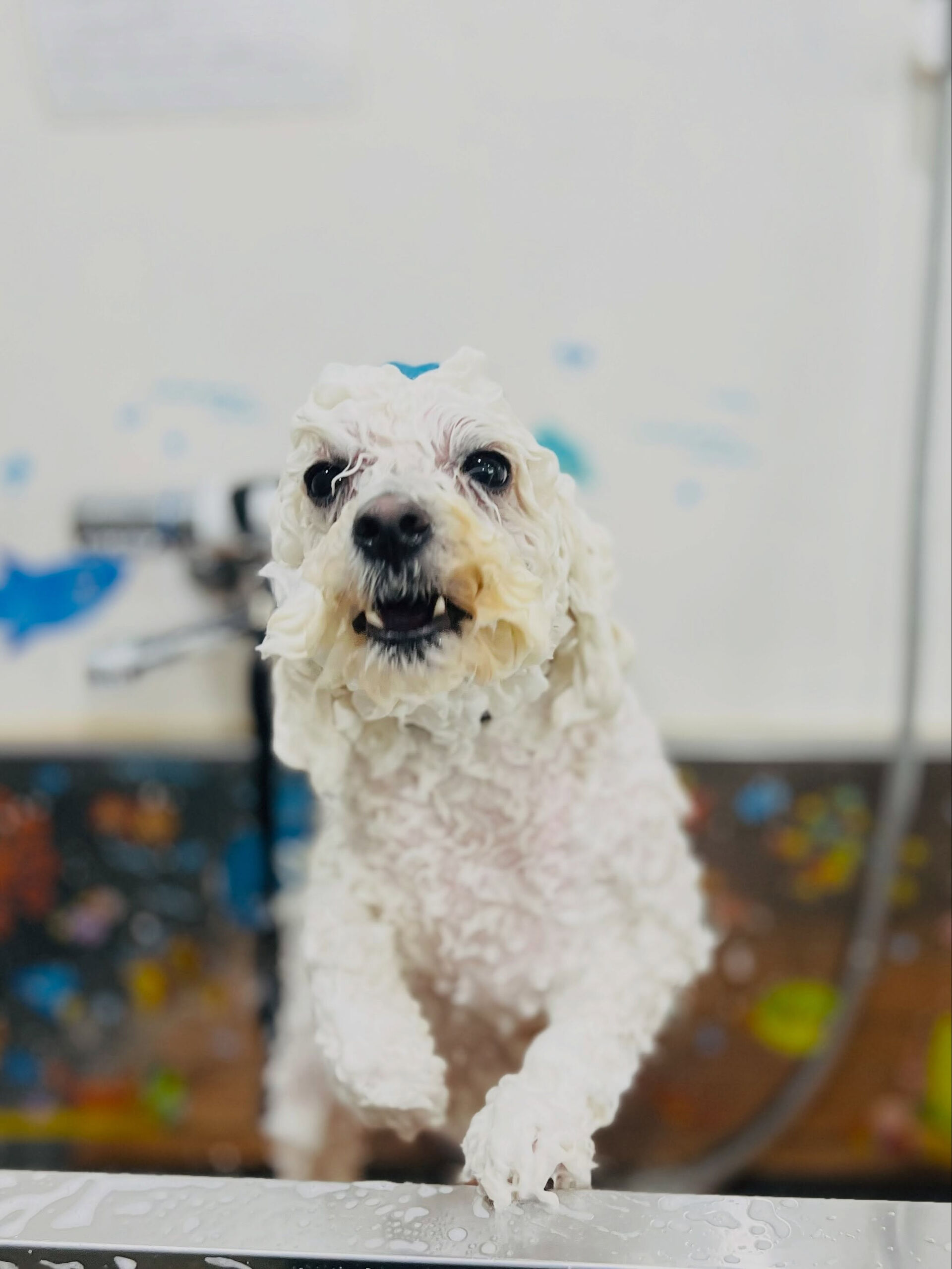 来店いただいた、ビションのアムロくんです🐶✨