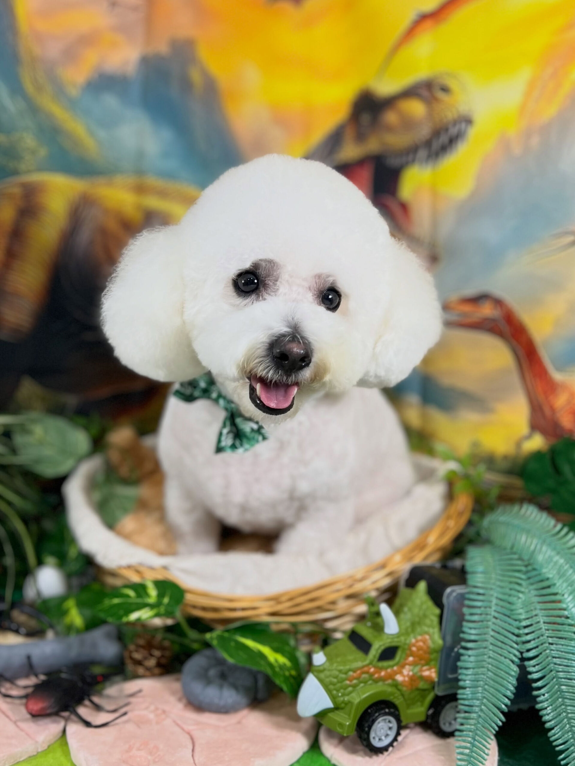 来店いただいた、ビションのアムロくんです🐶✨