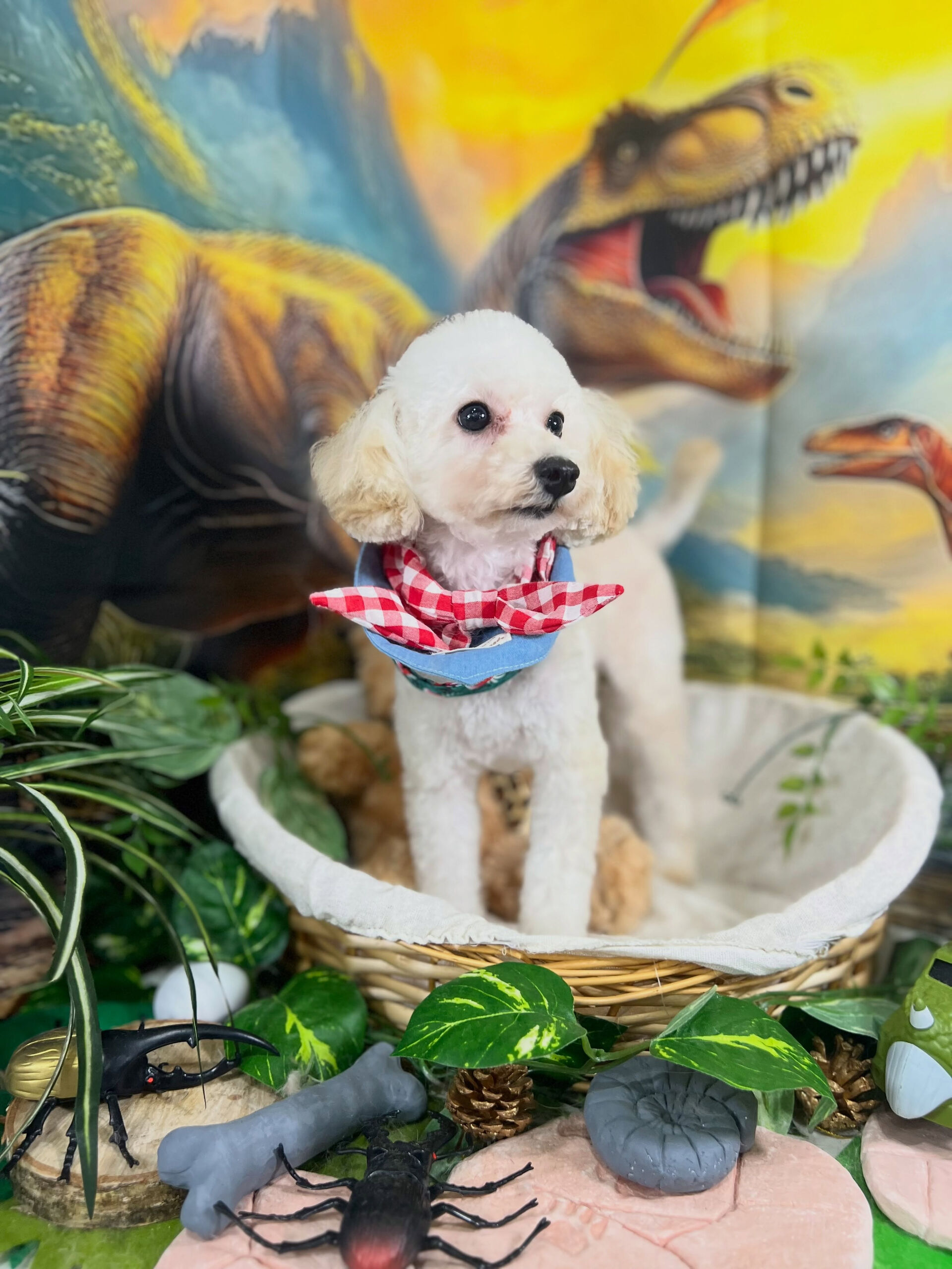 来店いただいた、トイプードルのらっきーちゃんです🐶✨