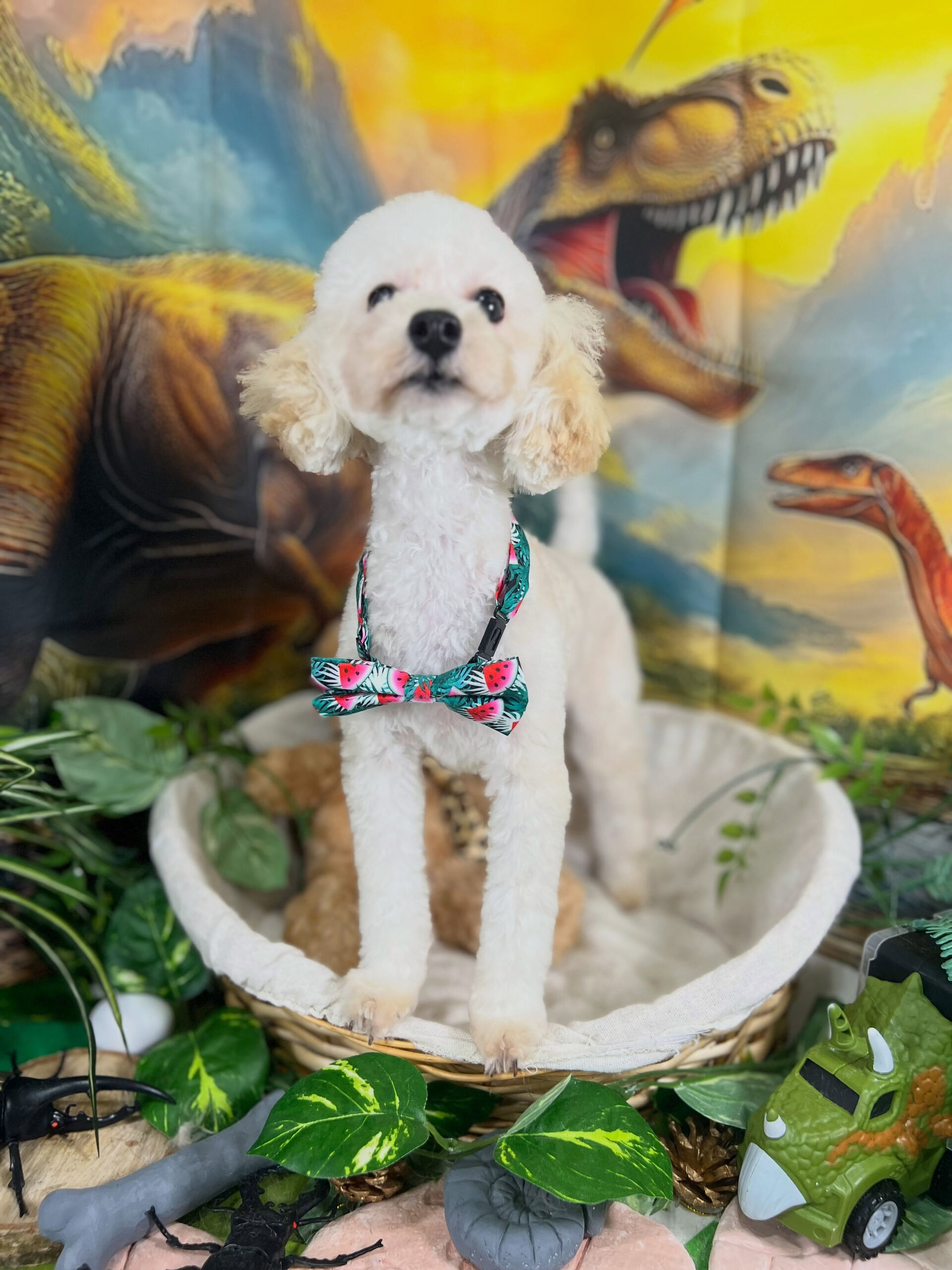 来店いただいた、トイプードルのらっきーちゃんです🐶✨
