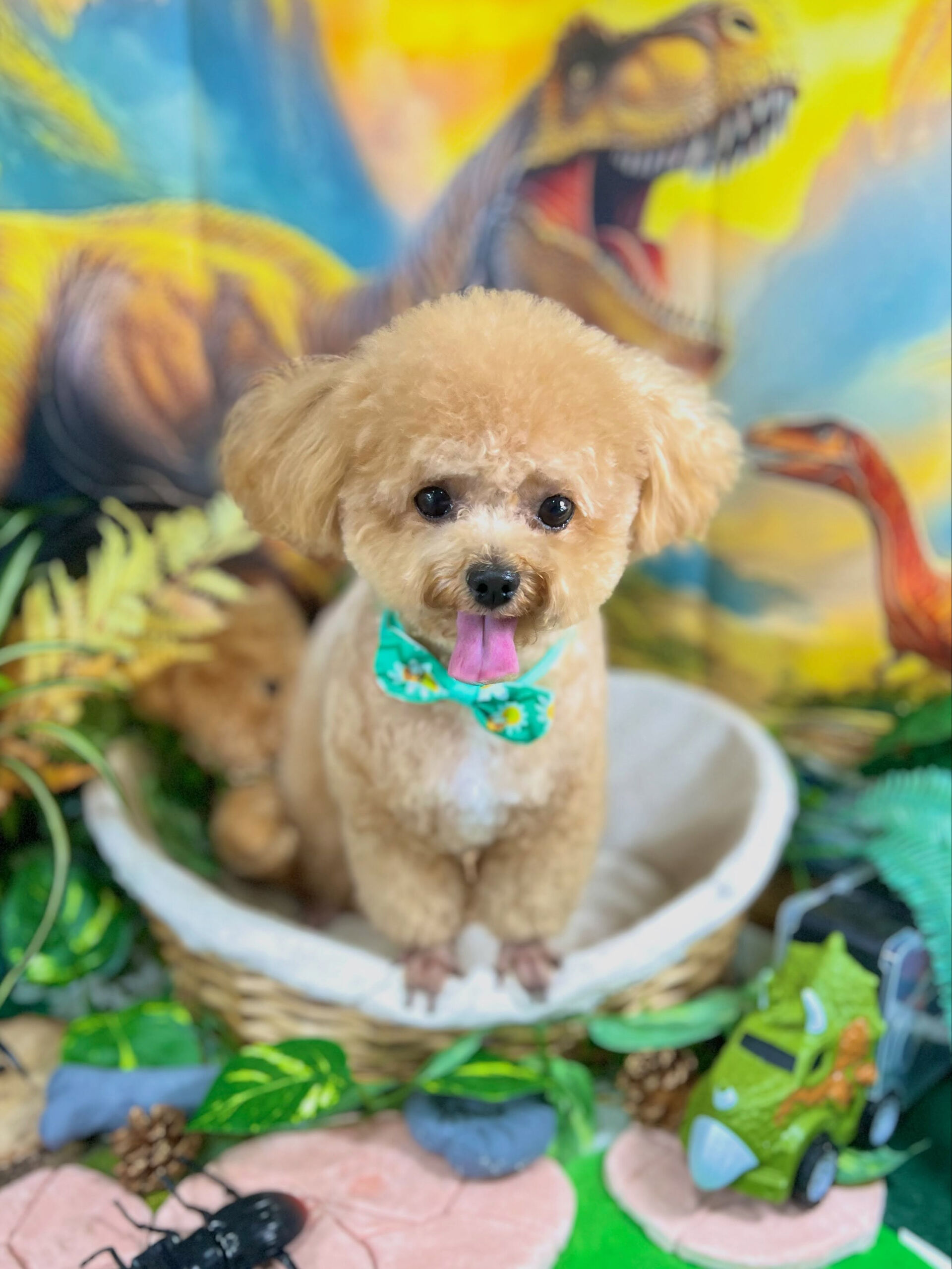 来店いただいた、プードルのエミちゃんです🐶✨