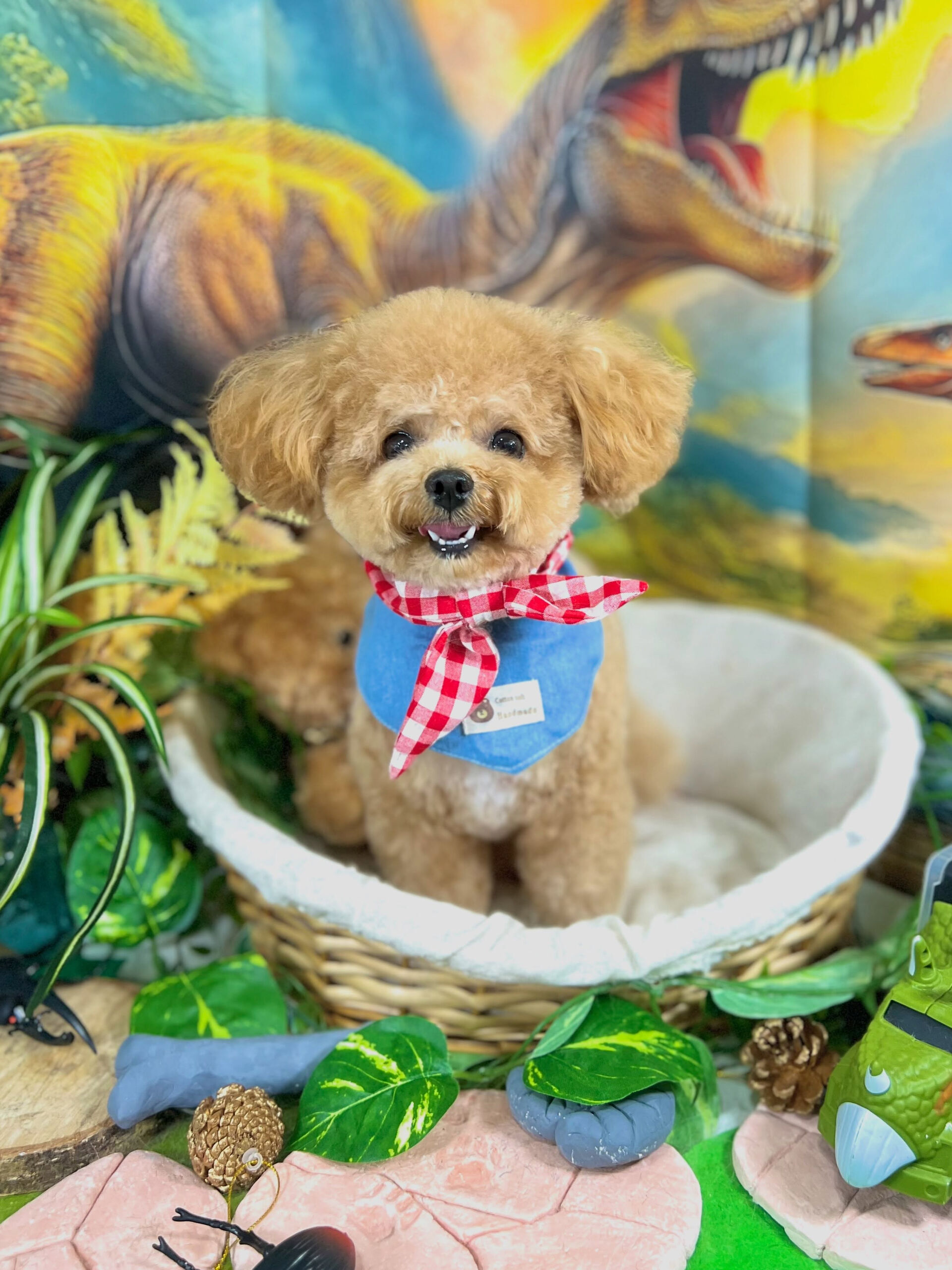 来店いただいた、プードルのエミちゃんです🐶✨
