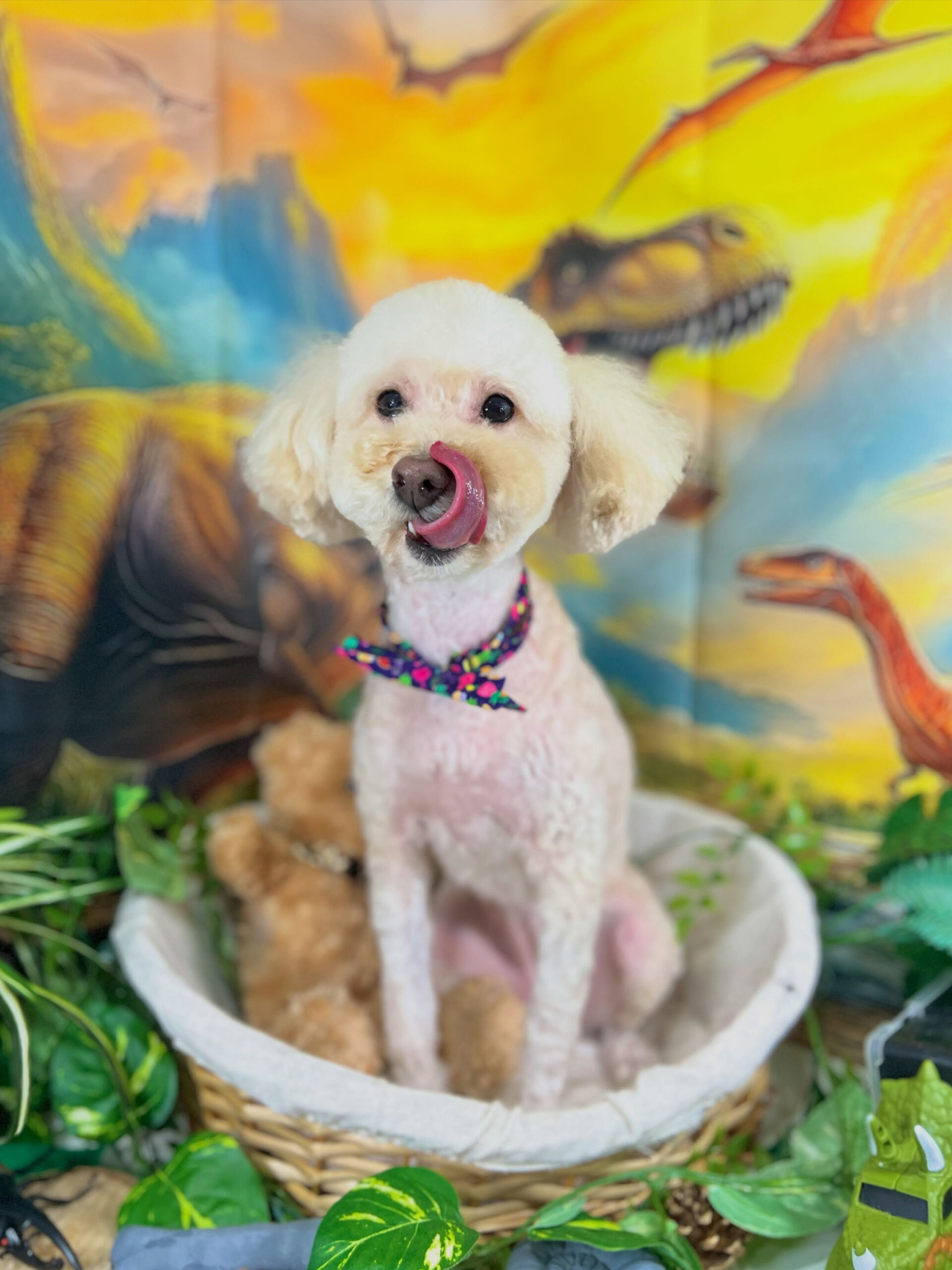 来店いただいた、トイプードルのくるみちゃんです🐶✨