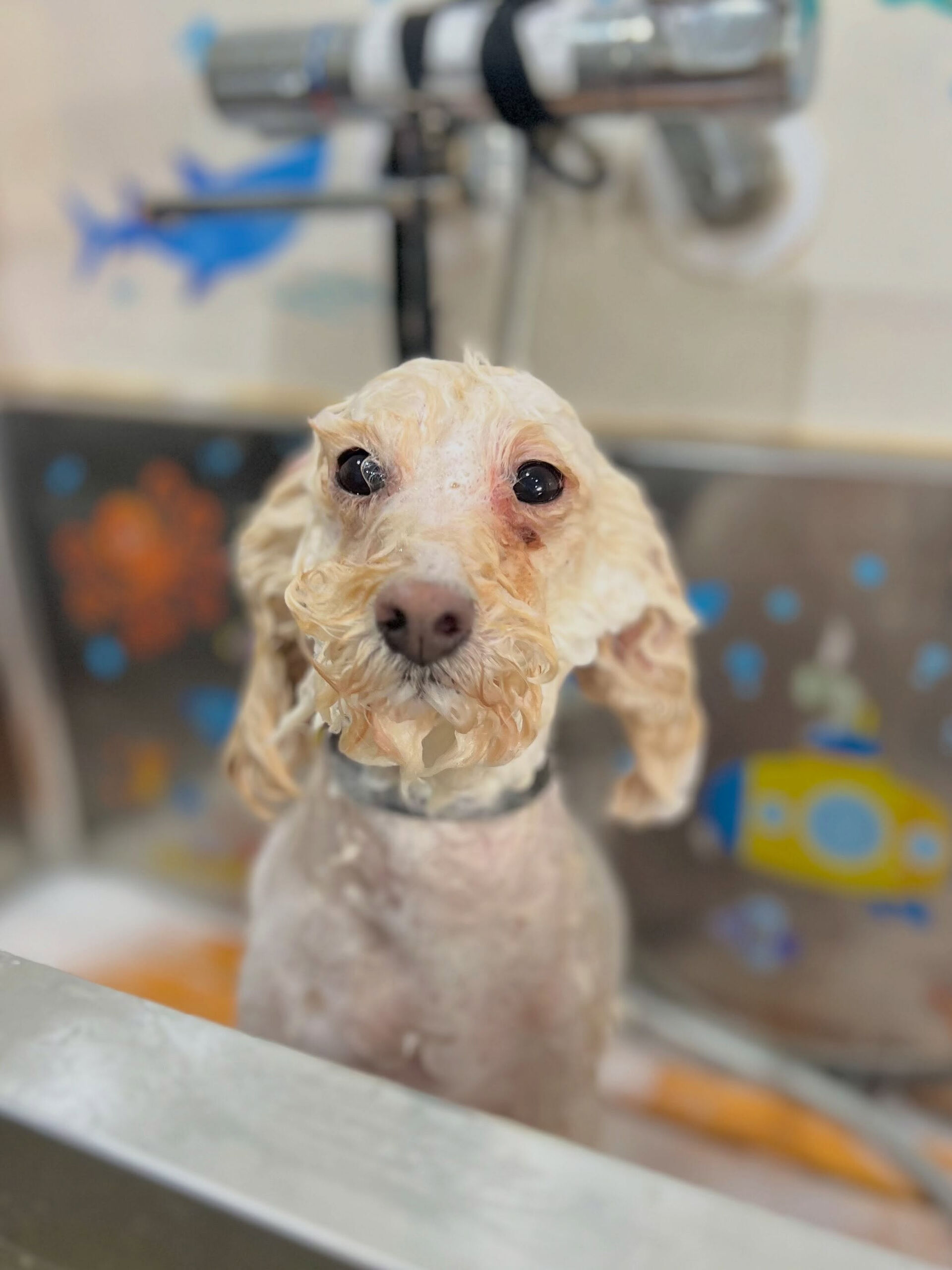 来店いただいた、トイプードルのくるみちゃんです🐶✨