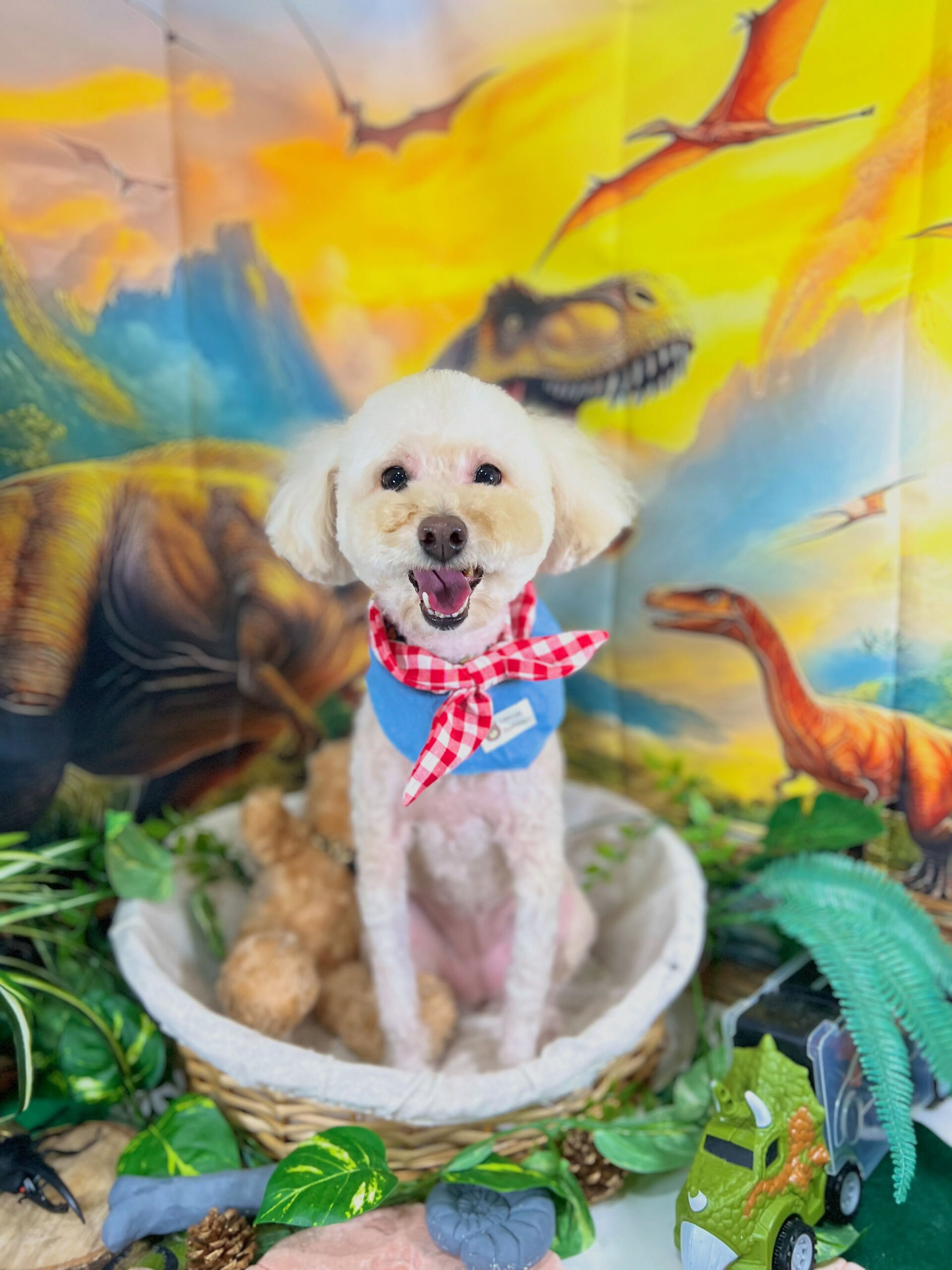 来店いただいた、トイプードルのくるみちゃんです🐶✨