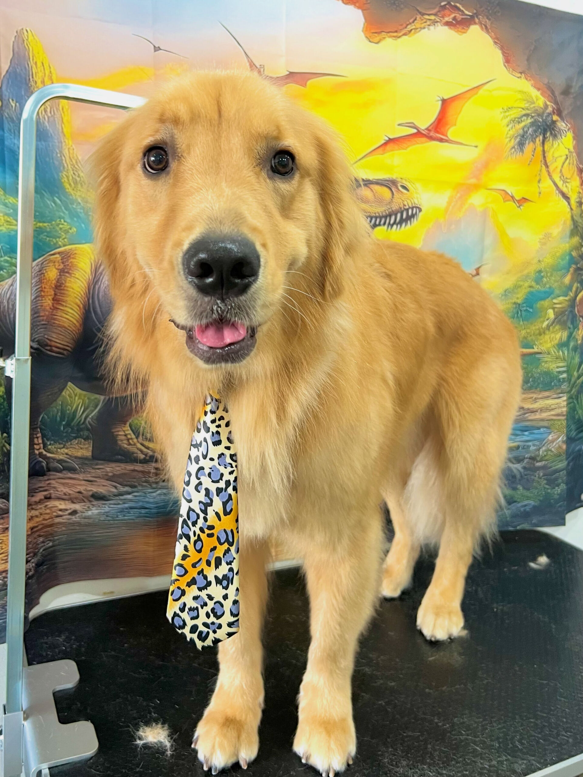 来店いただいた、ゴールデンのりくくんです🐶✨