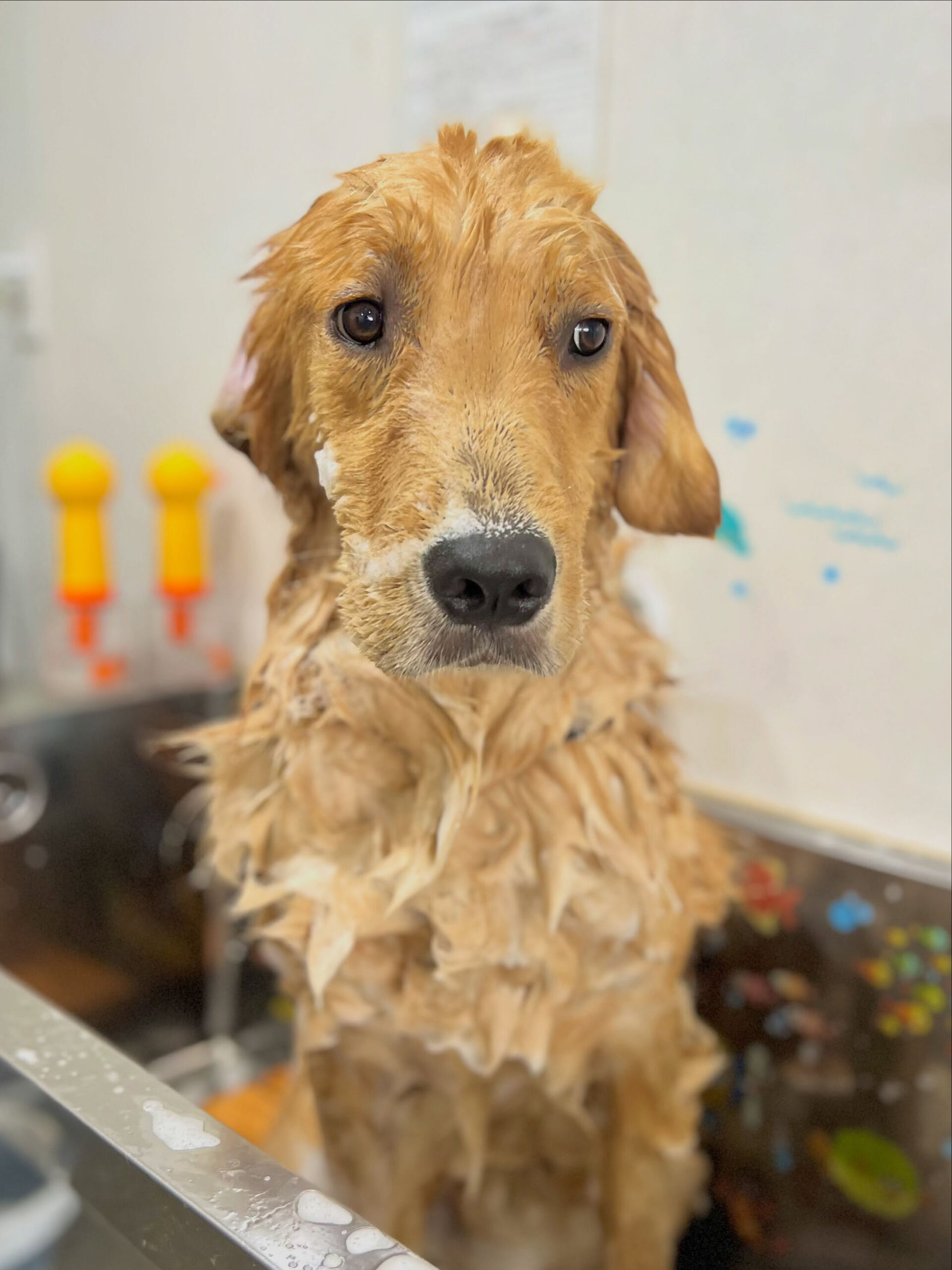 来店いただいた、ゴールデンのりくくんです🐶✨