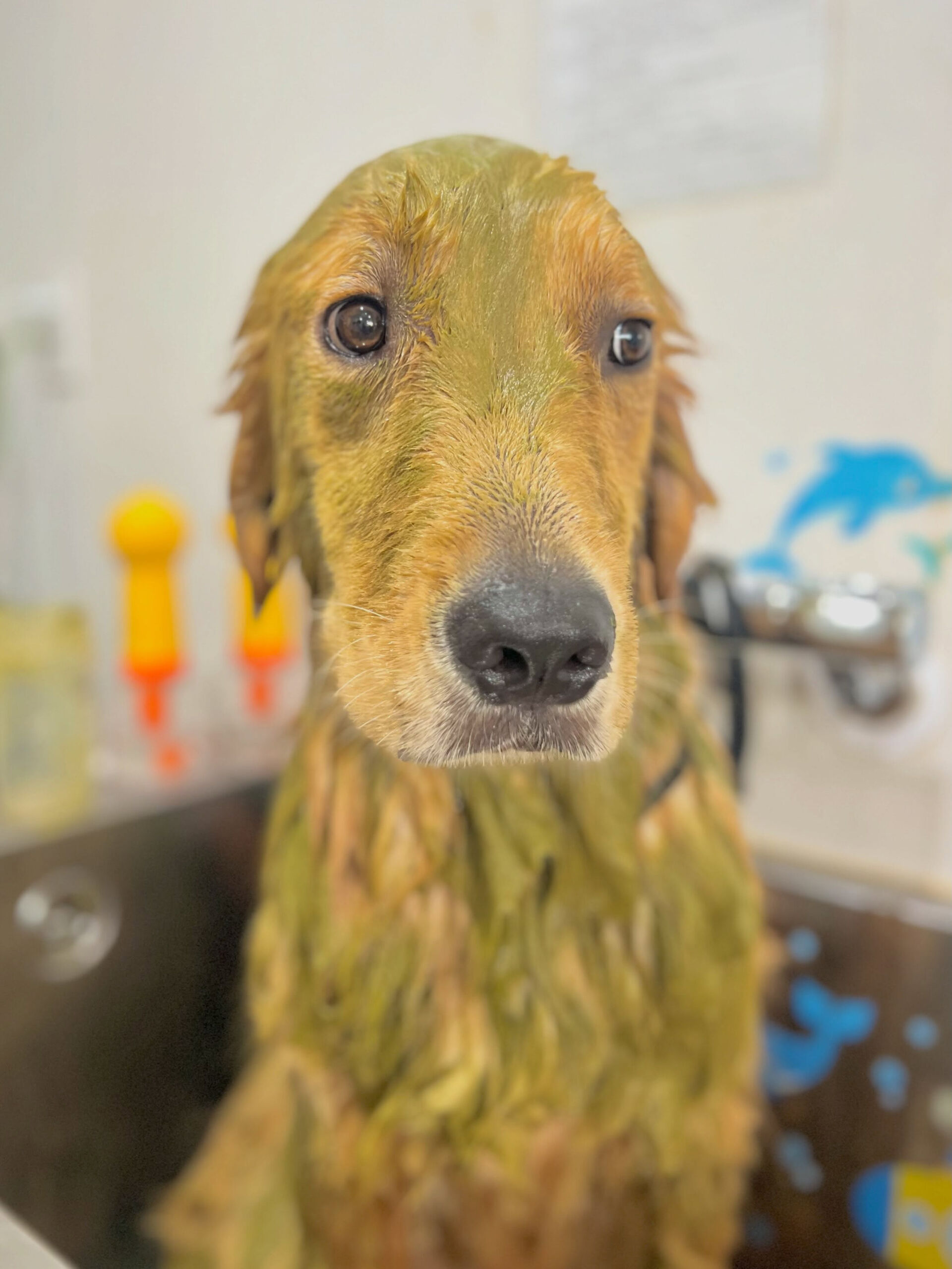 来店いただいた、ゴールデンのりくくんです🐶✨