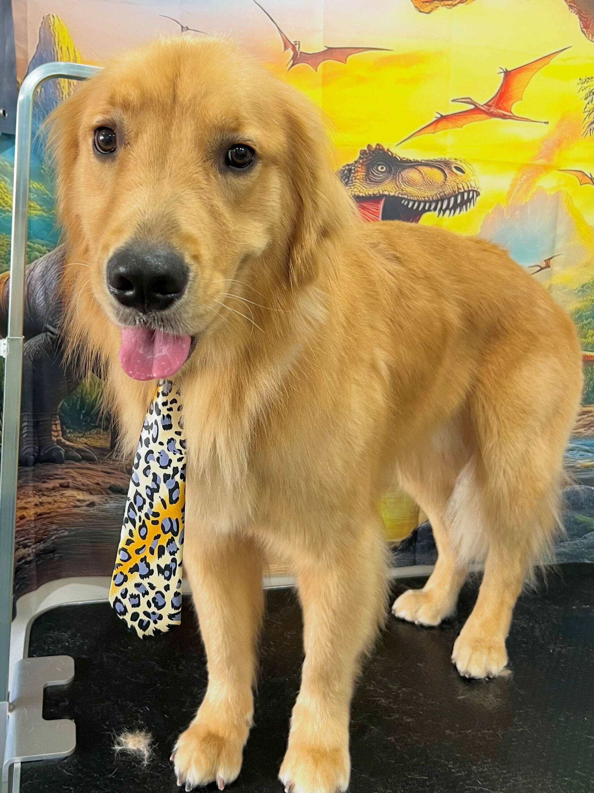 来店いただいた、ゴールデンのりくくんです🐶✨