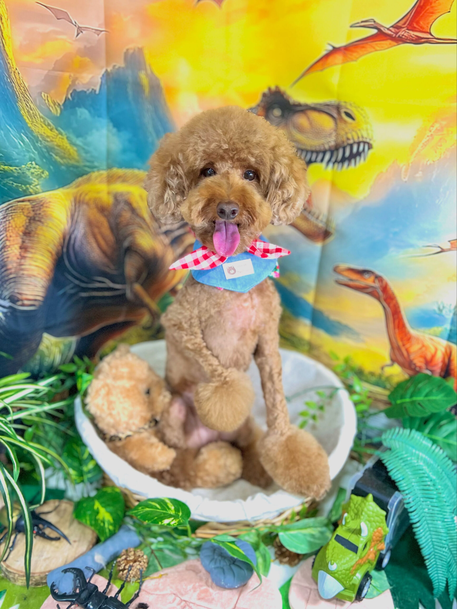 来店いただいた、トイプードルのラヴィくんです🐶✨