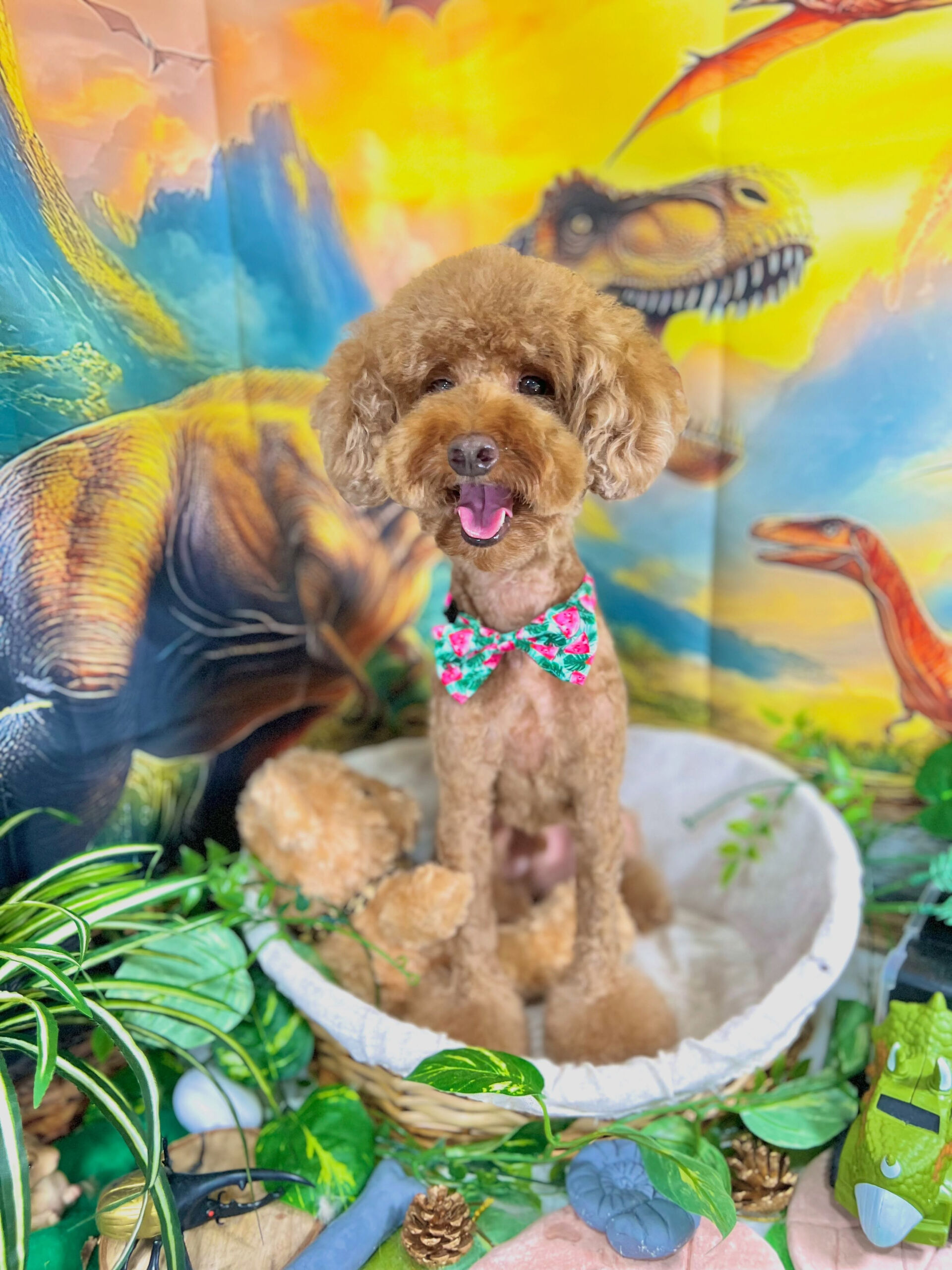 来店いただいた、トイプードルのラヴィくんです🐶✨