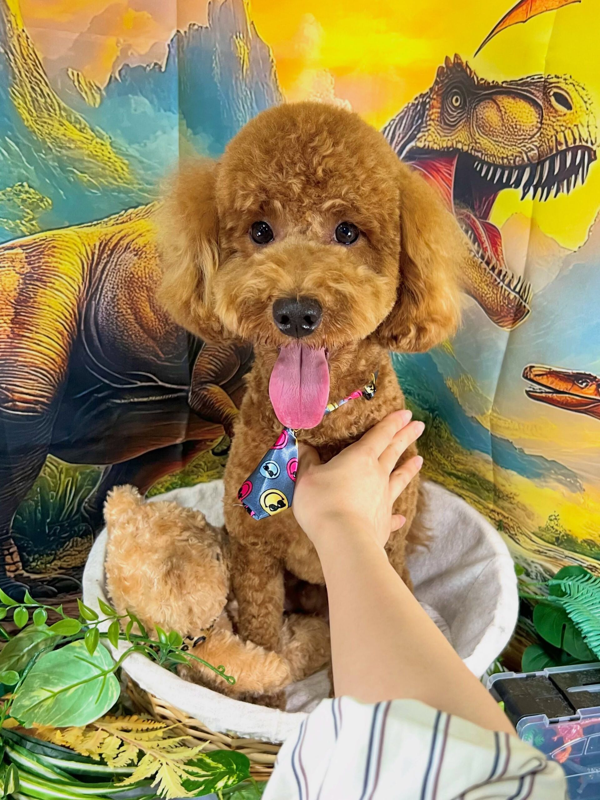 来店いただいた、トイプードルのチャチャくんです🐶✨