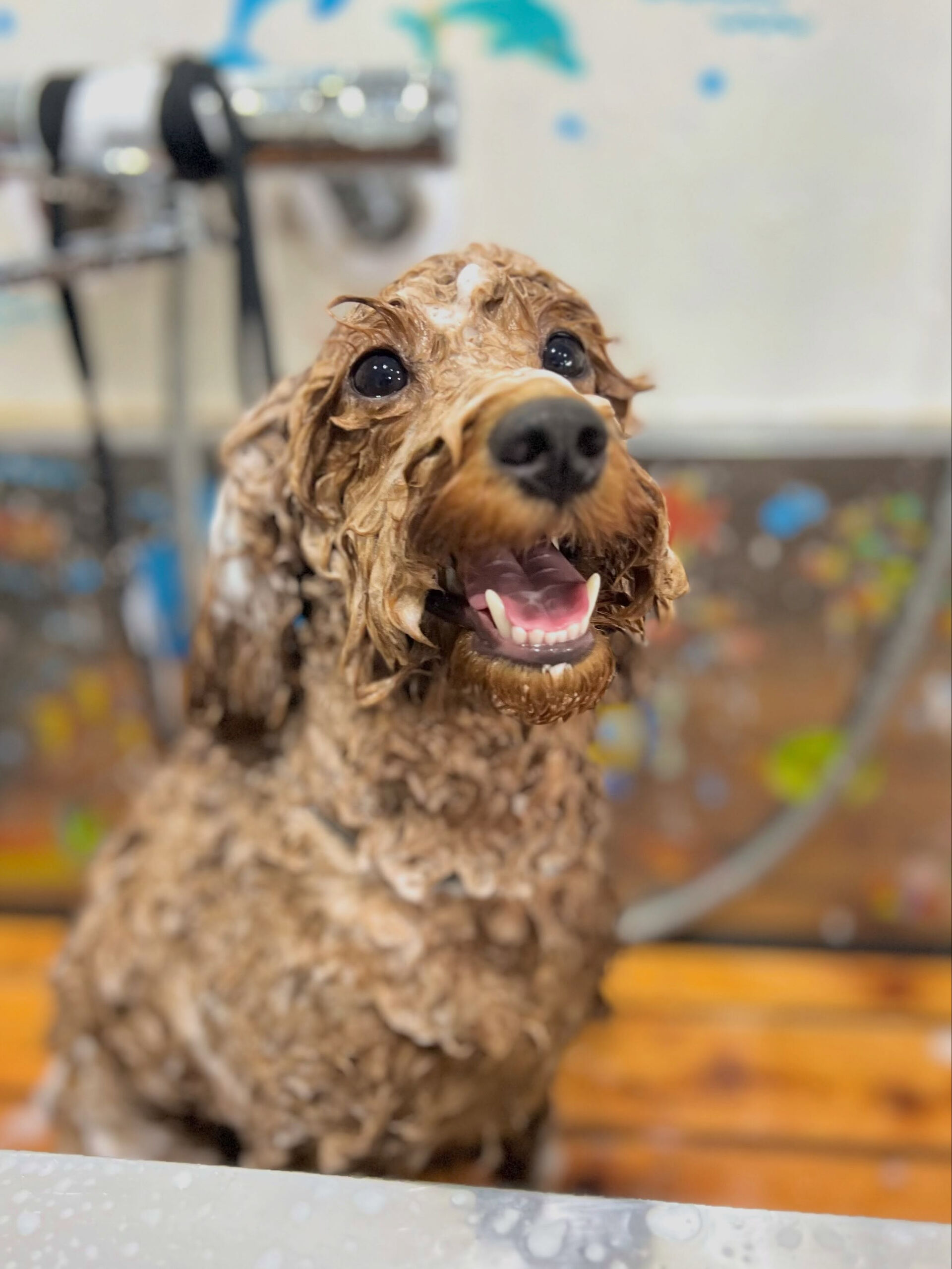 来店いただいた、トイプードルのチャチャくんです🐶✨