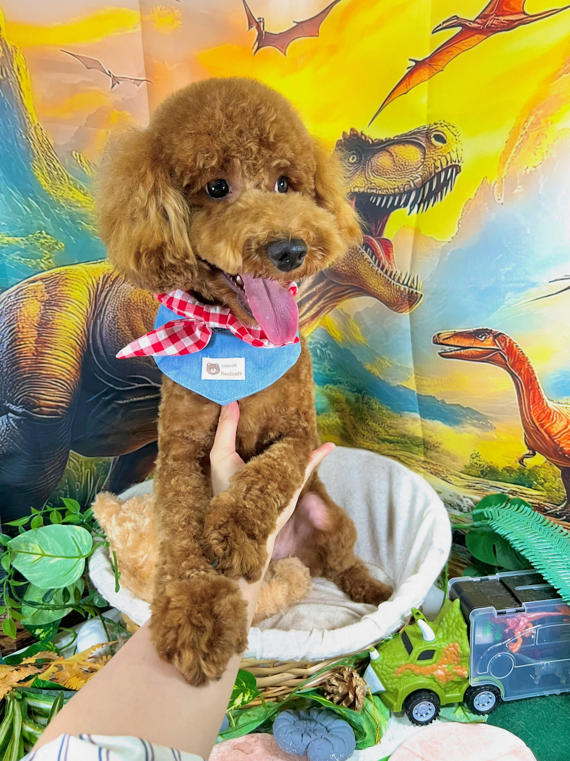 来店いただいた、トイプードルのチャチャくんです🐶✨
