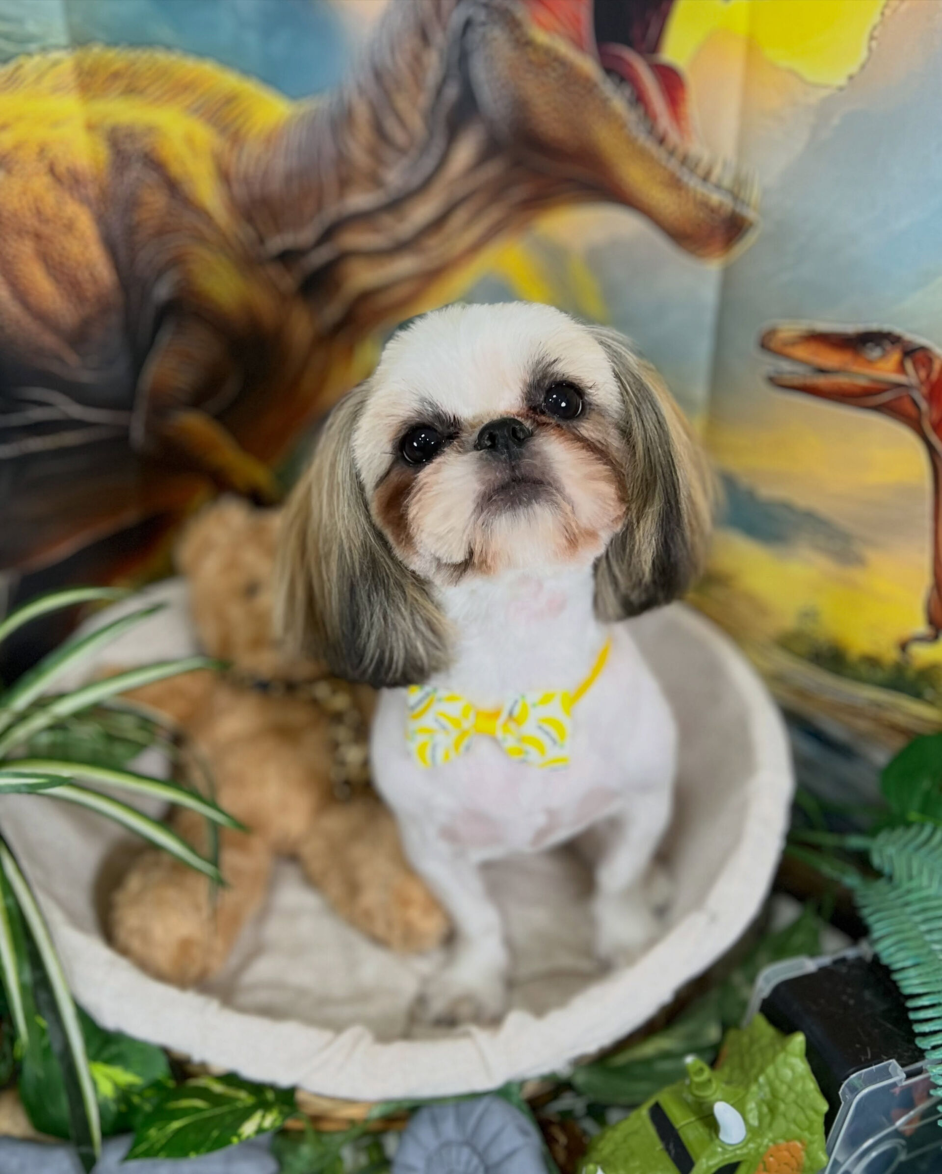 来店いただいた、シーズーのもずくちゃんです🐶✨