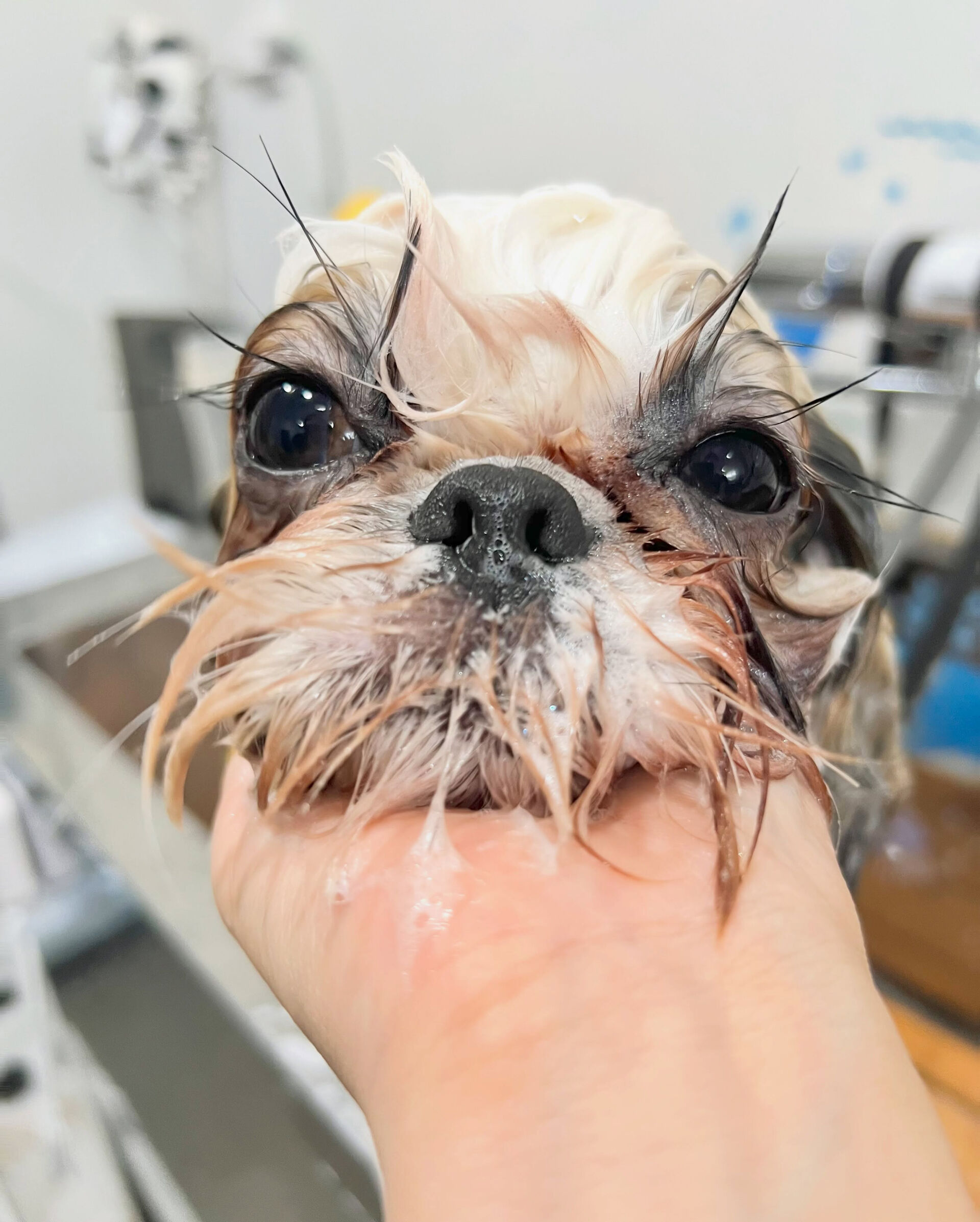 来店いただいた、シーズーのもずくちゃんです🐶✨