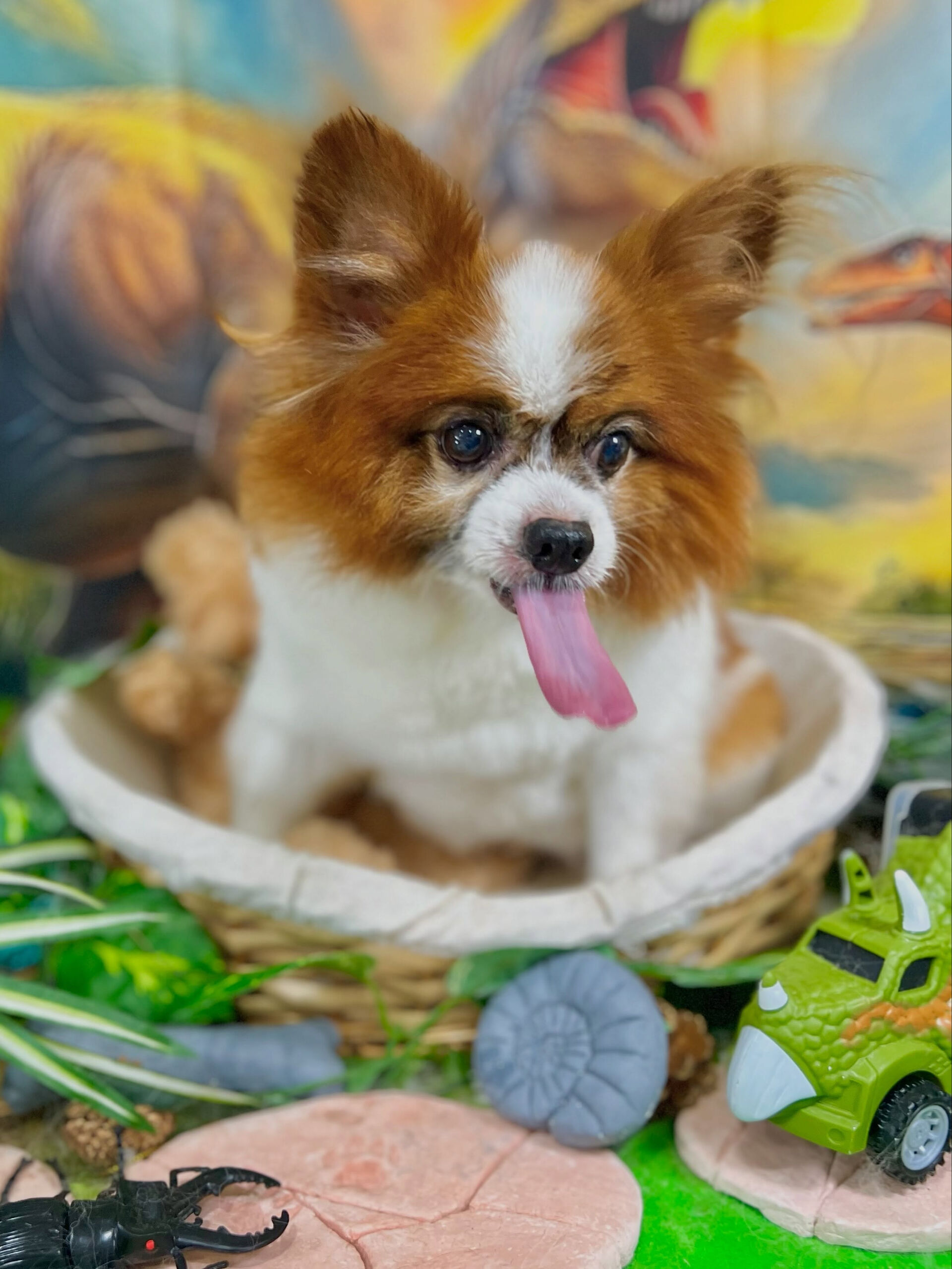 来店いただいた、パピヨンのピュアくんです🐶✨