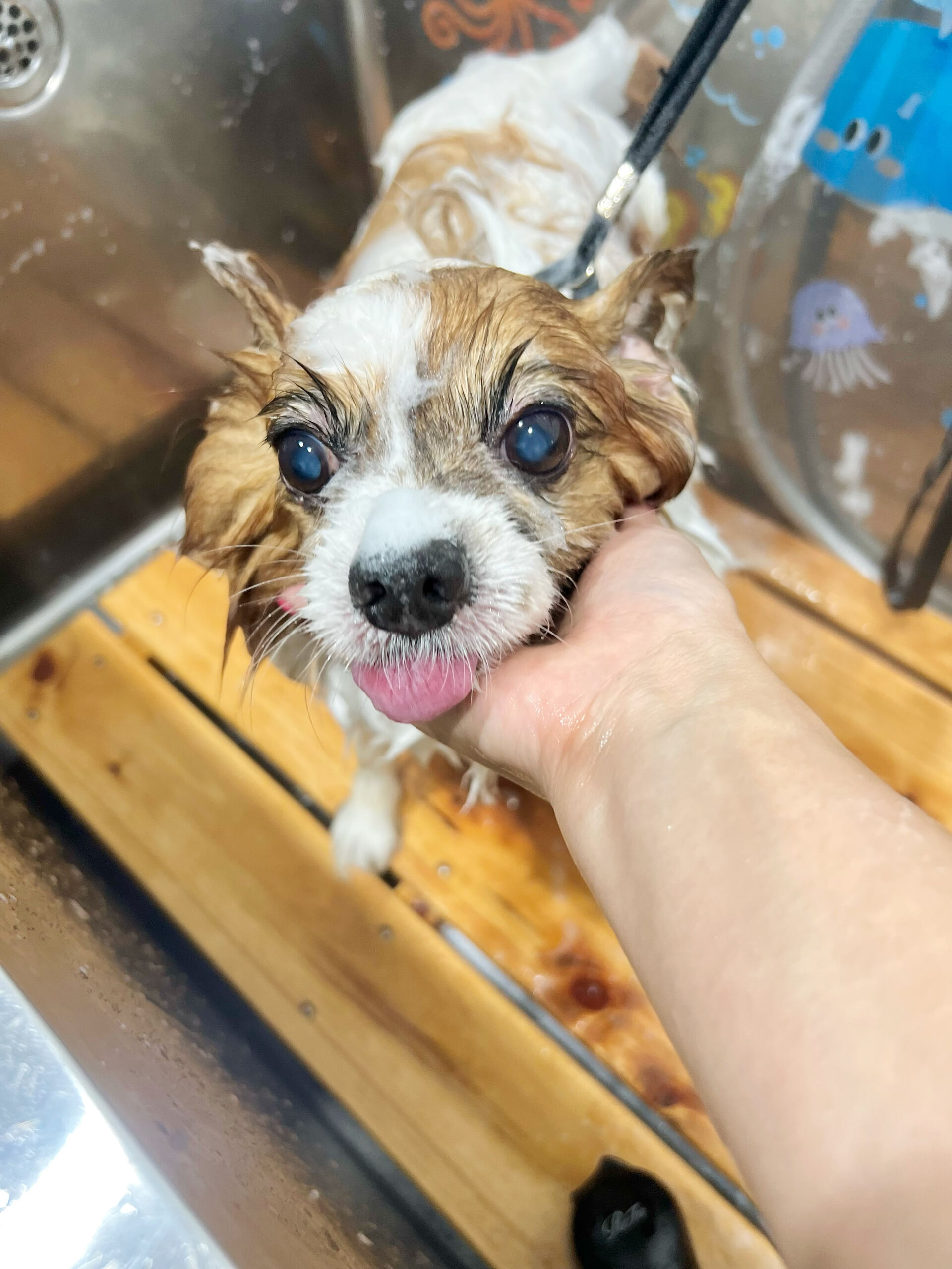 来店いただいた、パピヨンのピュアくんです🐶✨