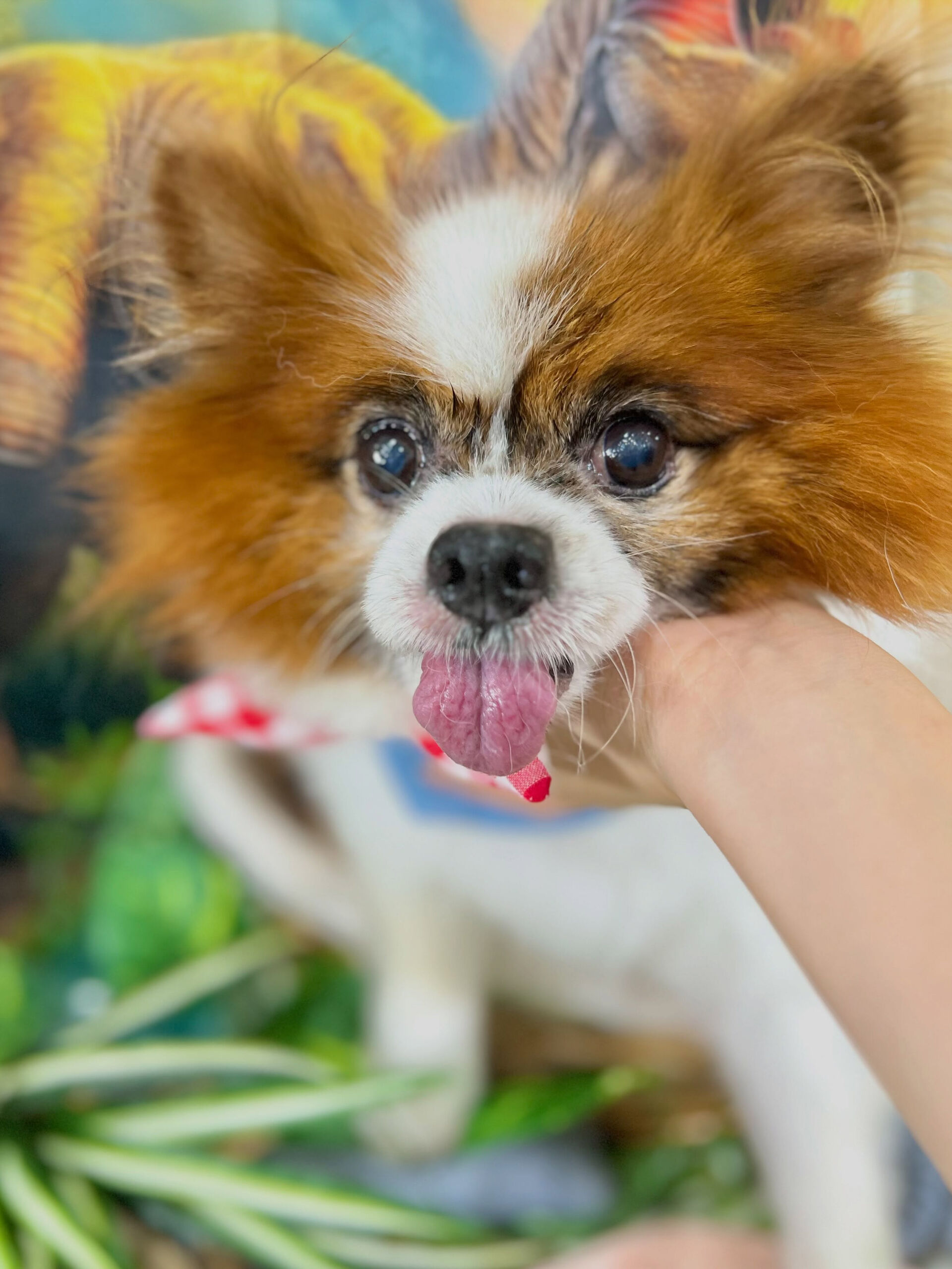 来店いただいた、パピヨンのピュアくんです🐶✨