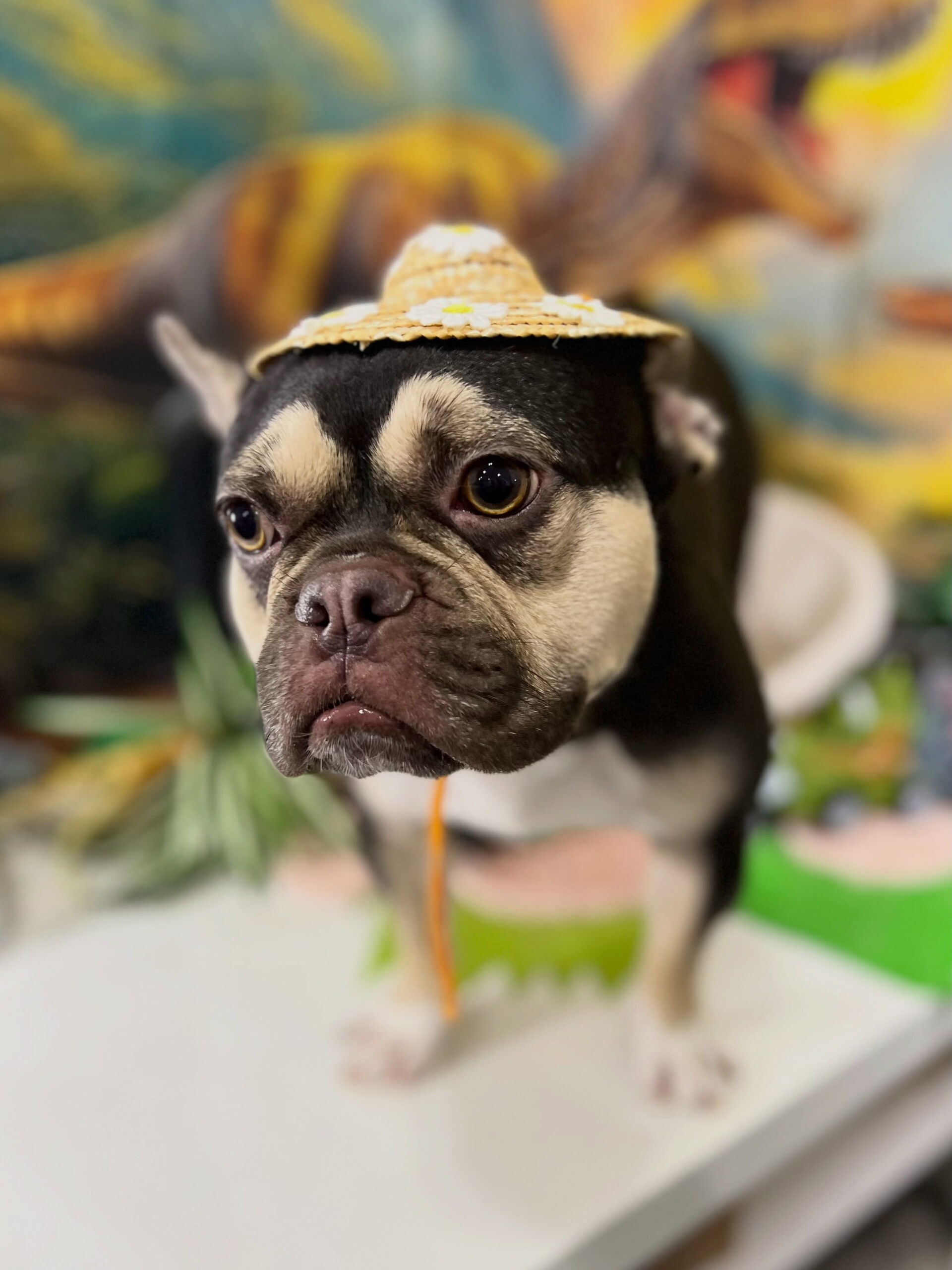 来店いただいた、フレブルのシルバくんです🐶✨