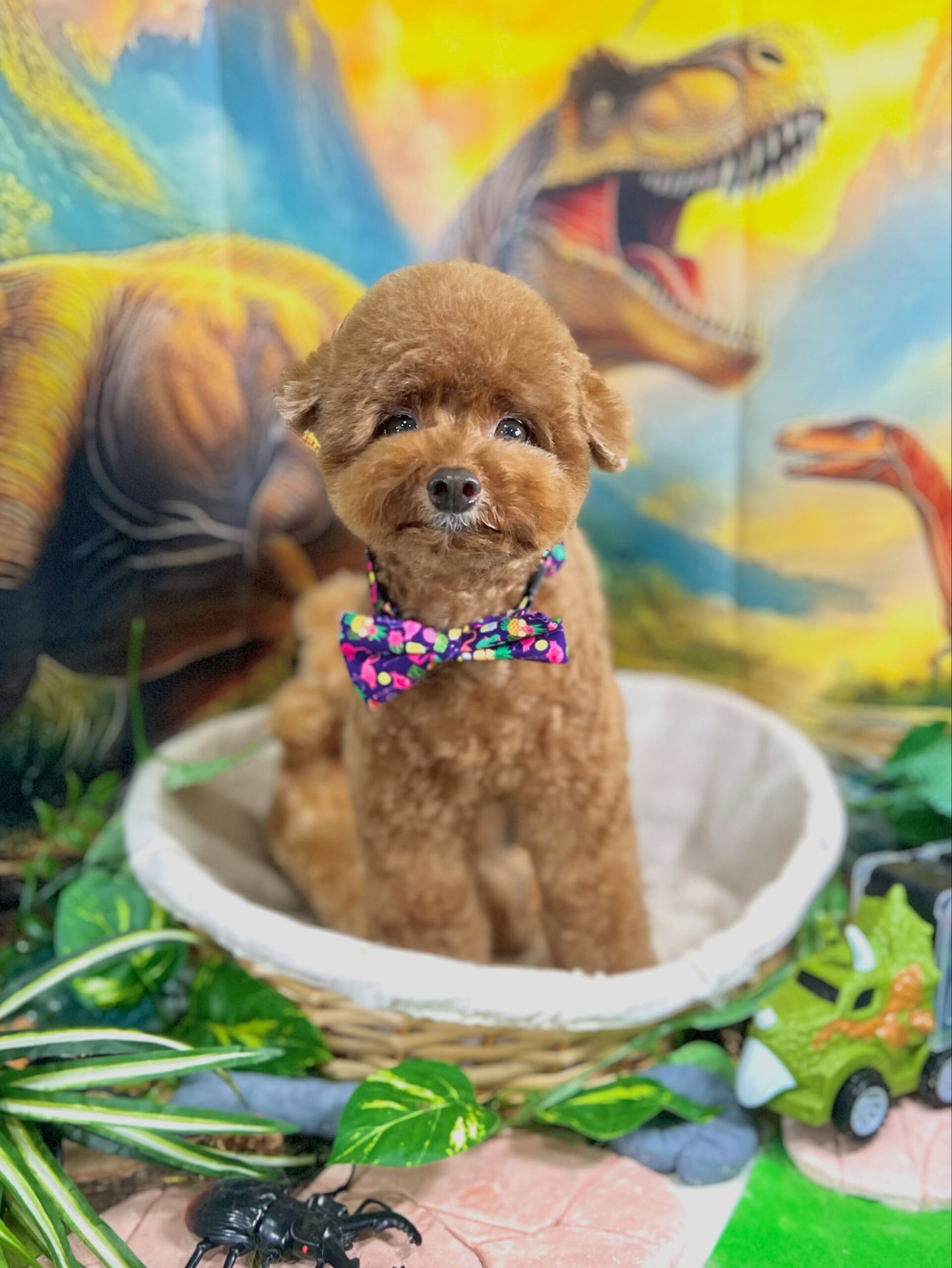 来店いただいた、トイプードルのプーチくんです🐶✨