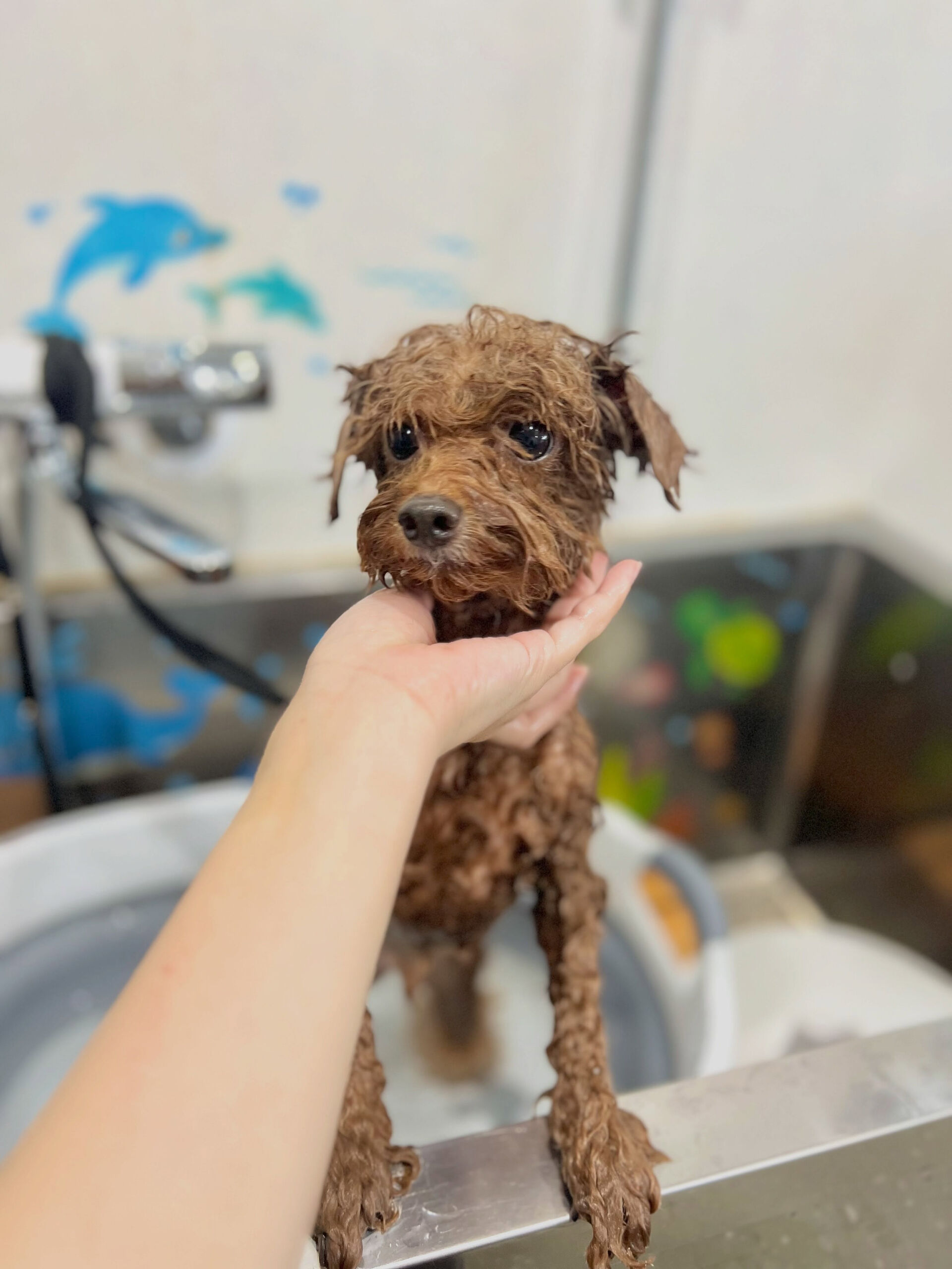 来店いただいた、トイプードルのプーチくんです🐶✨