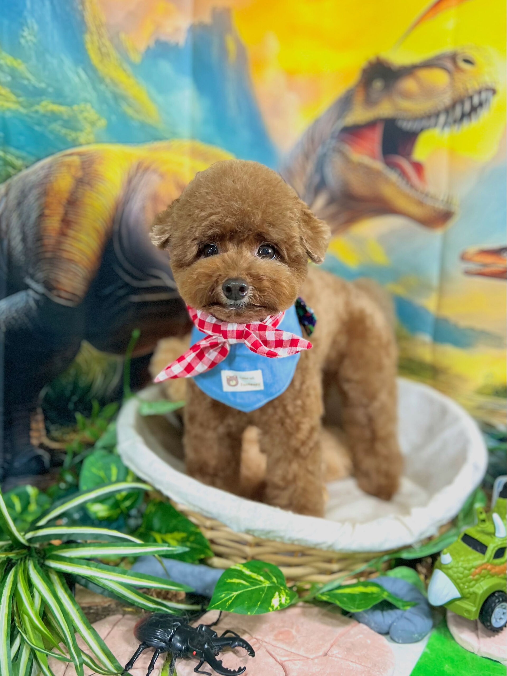 来店いただいた、トイプードルのプーチくんです🐶✨