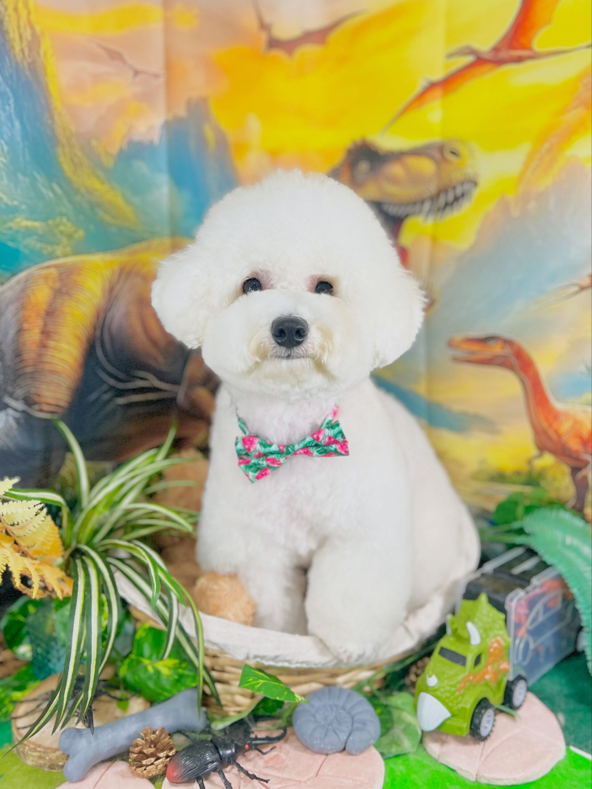 来店いただいた、ビションのららちゃんです🐶✨