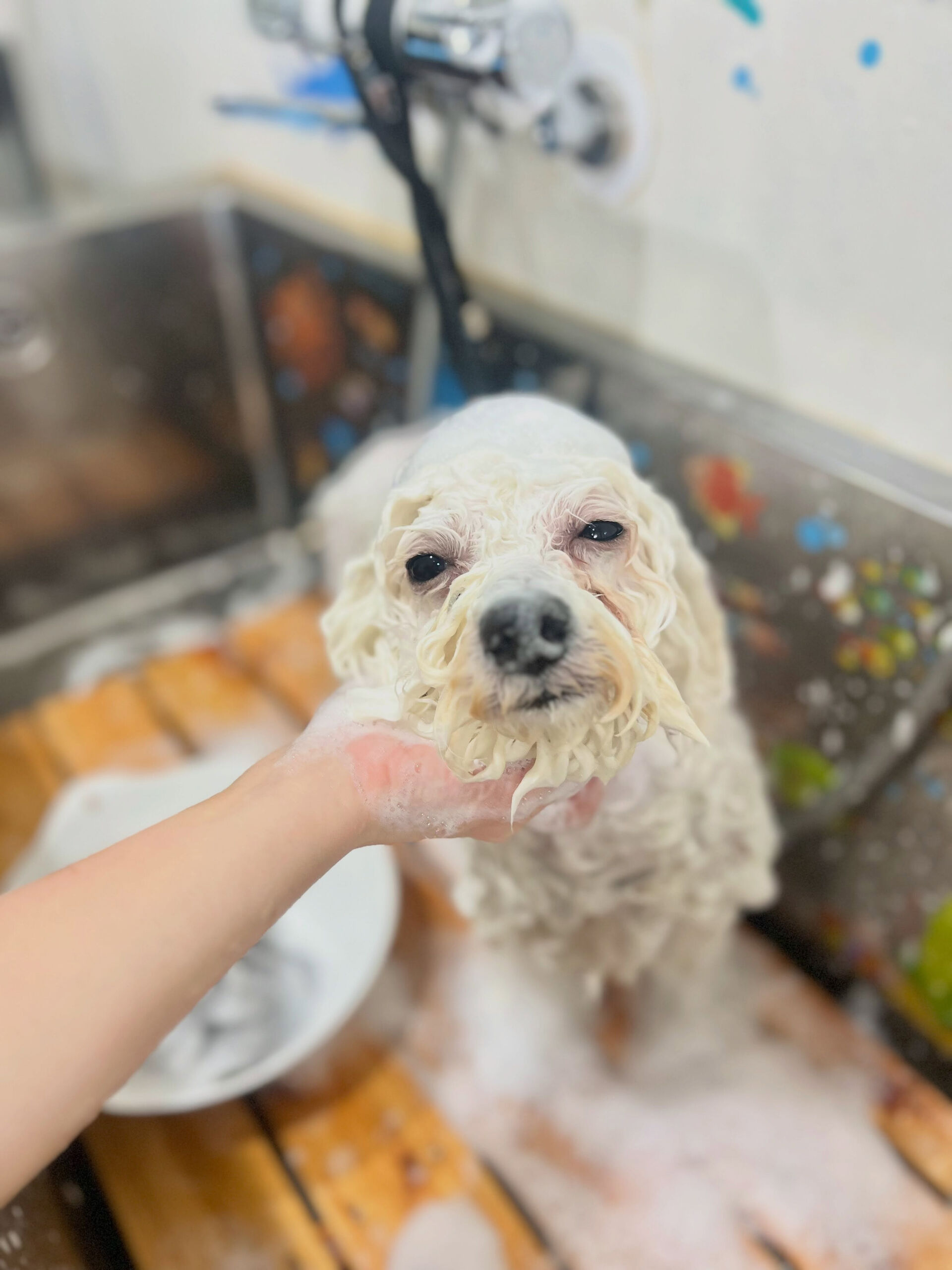 来店いただいた、ビションのららちゃんです🐶✨