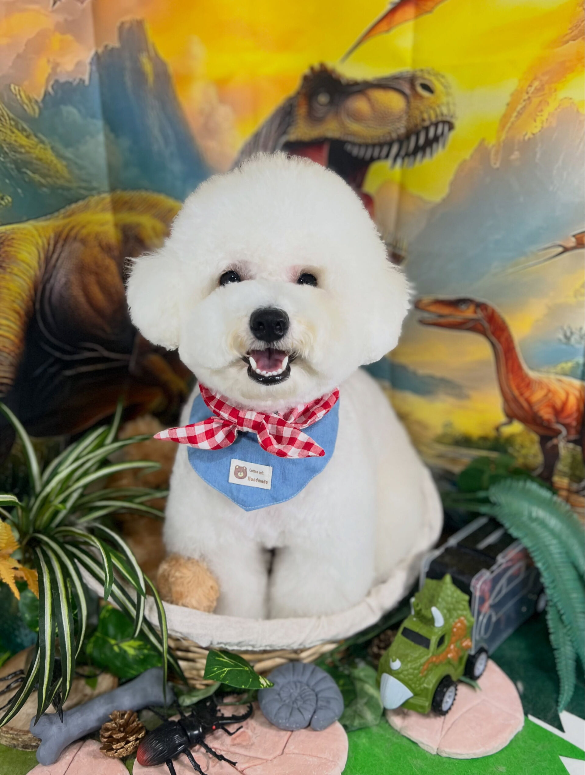 来店いただいた、ビションのららちゃんです🐶✨