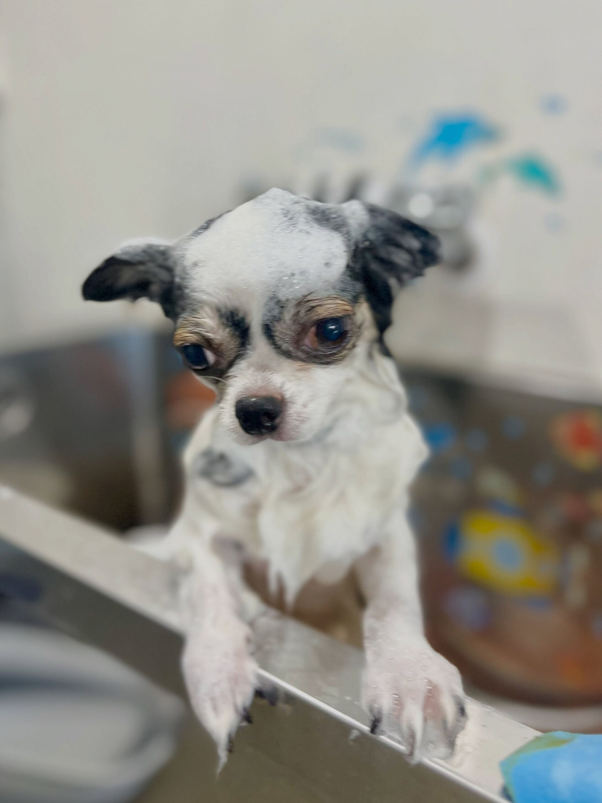 来店いただいた、チワワの椿ちゃんです🐶✨