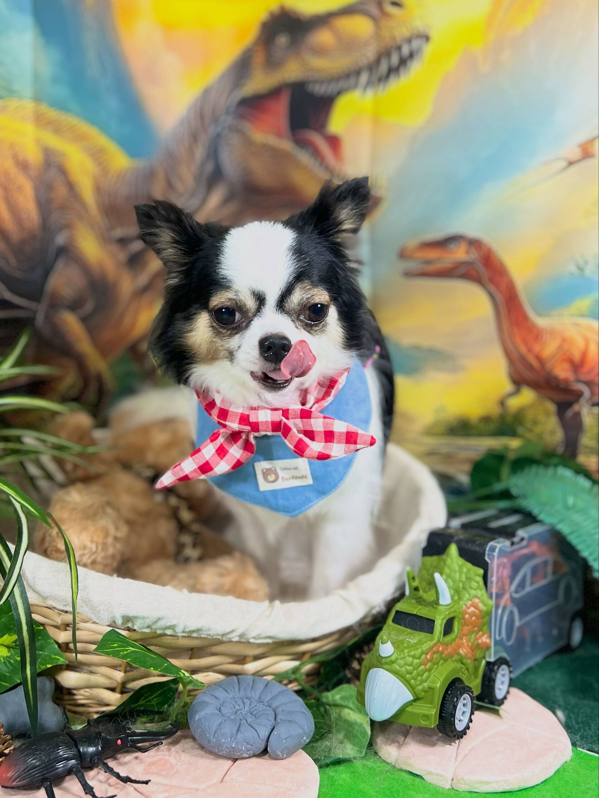 来店いただいた、チワワの椿ちゃんです🐶✨